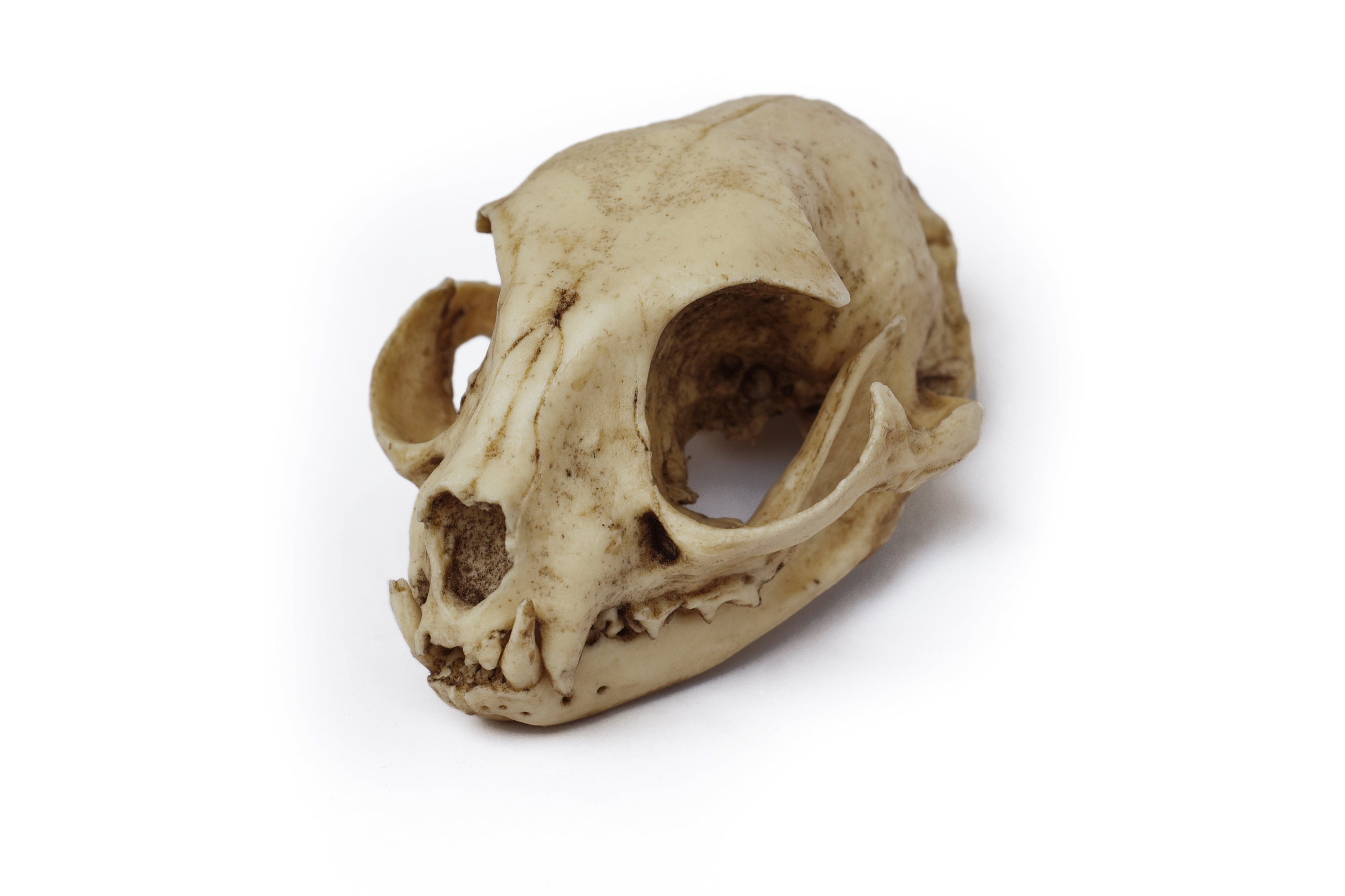 Cat Skull 1/1 Scale Replica