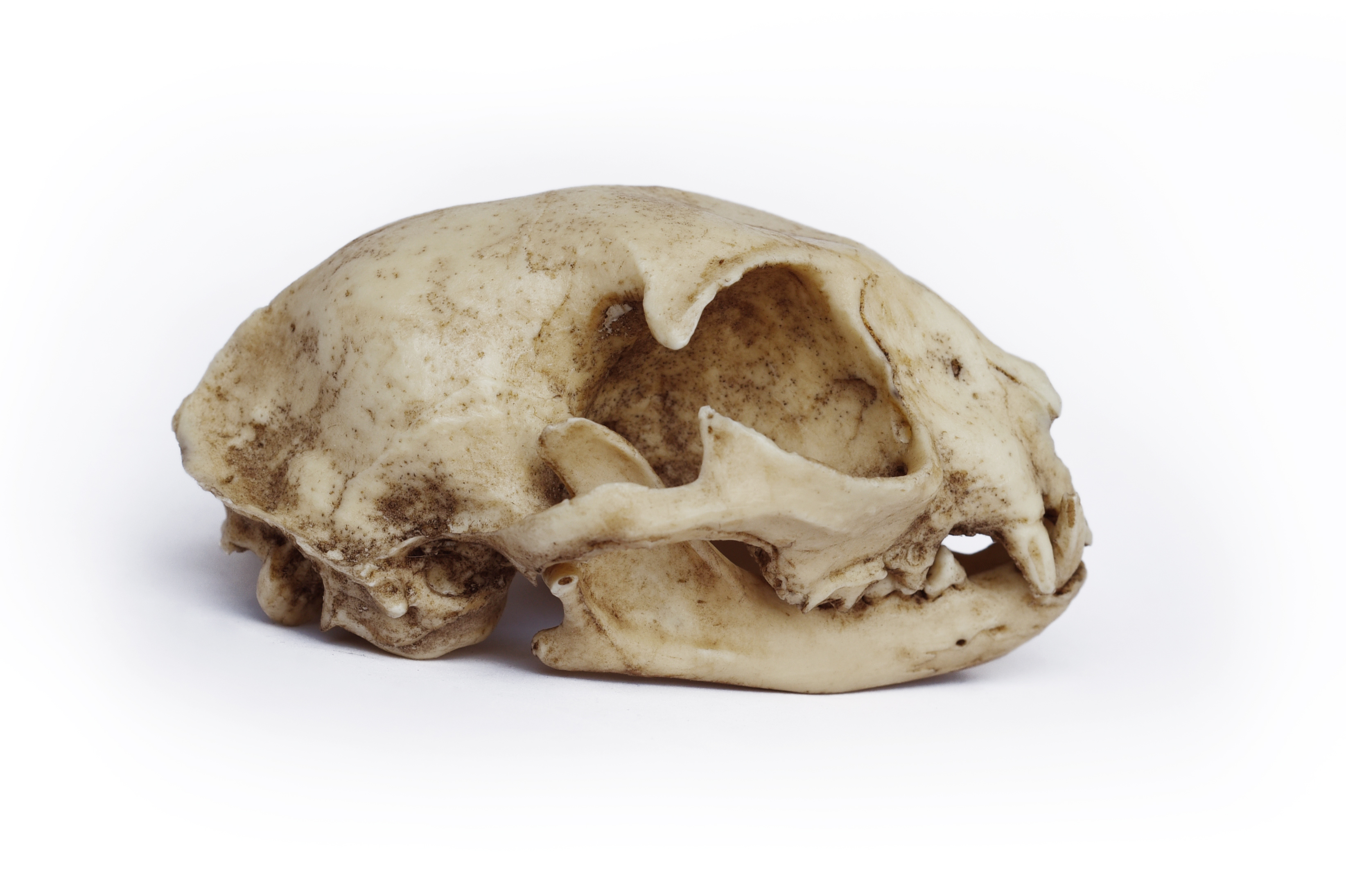 Cat Skull 1/1 Scale Replica