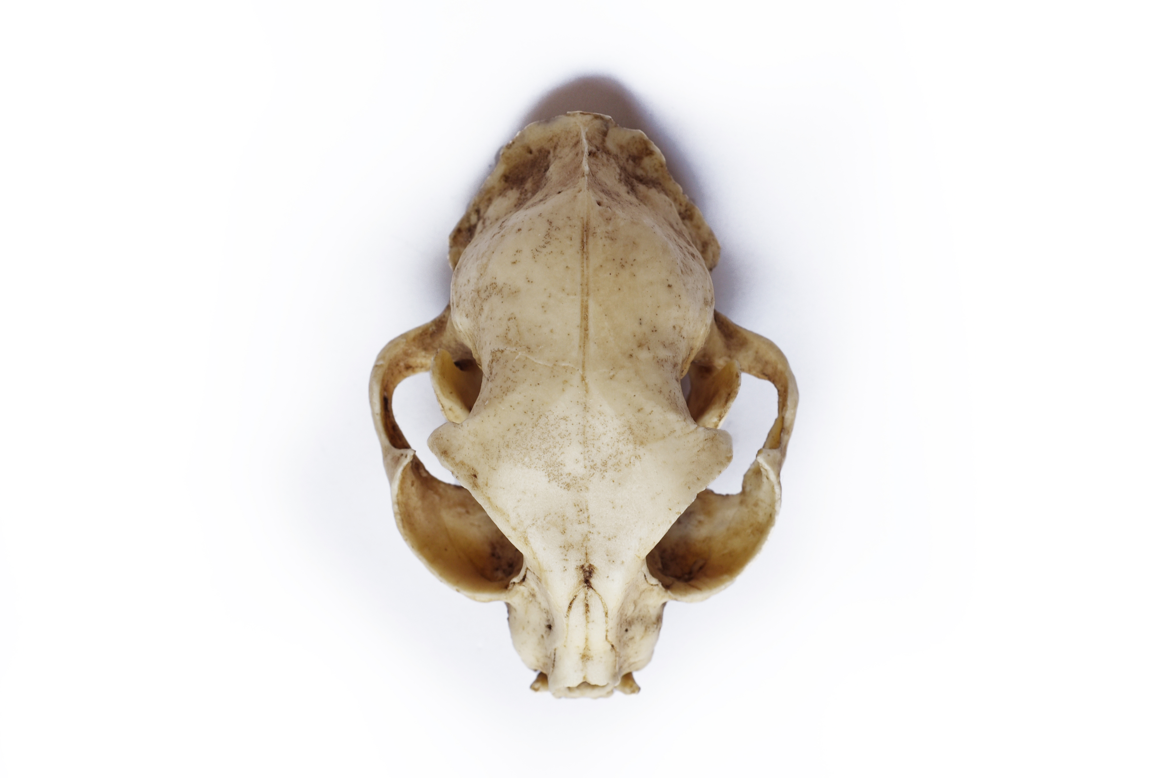 Cat Skull 1/1 Scale Replica