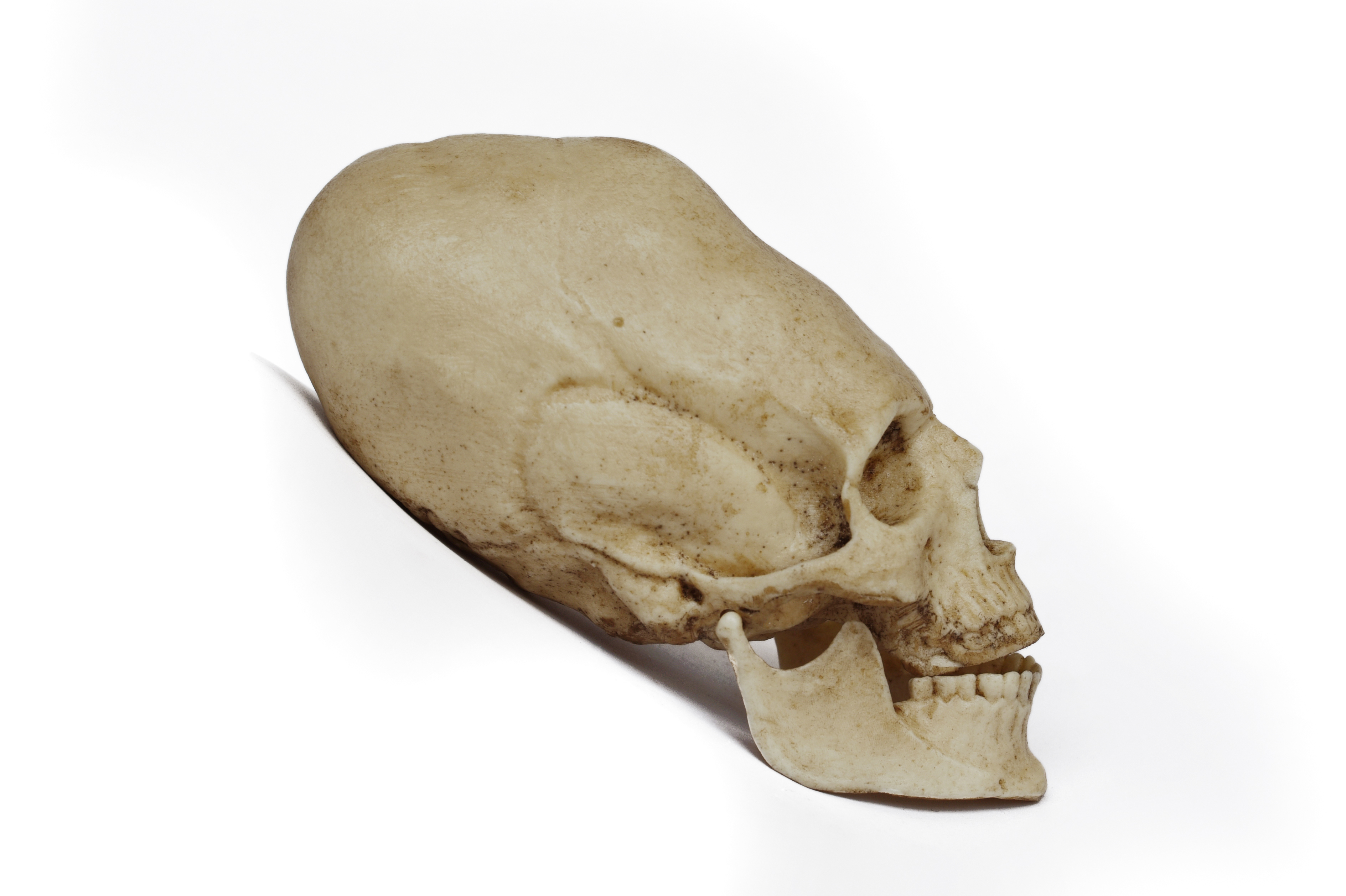 1/3 Scale Peruvian Human Skull