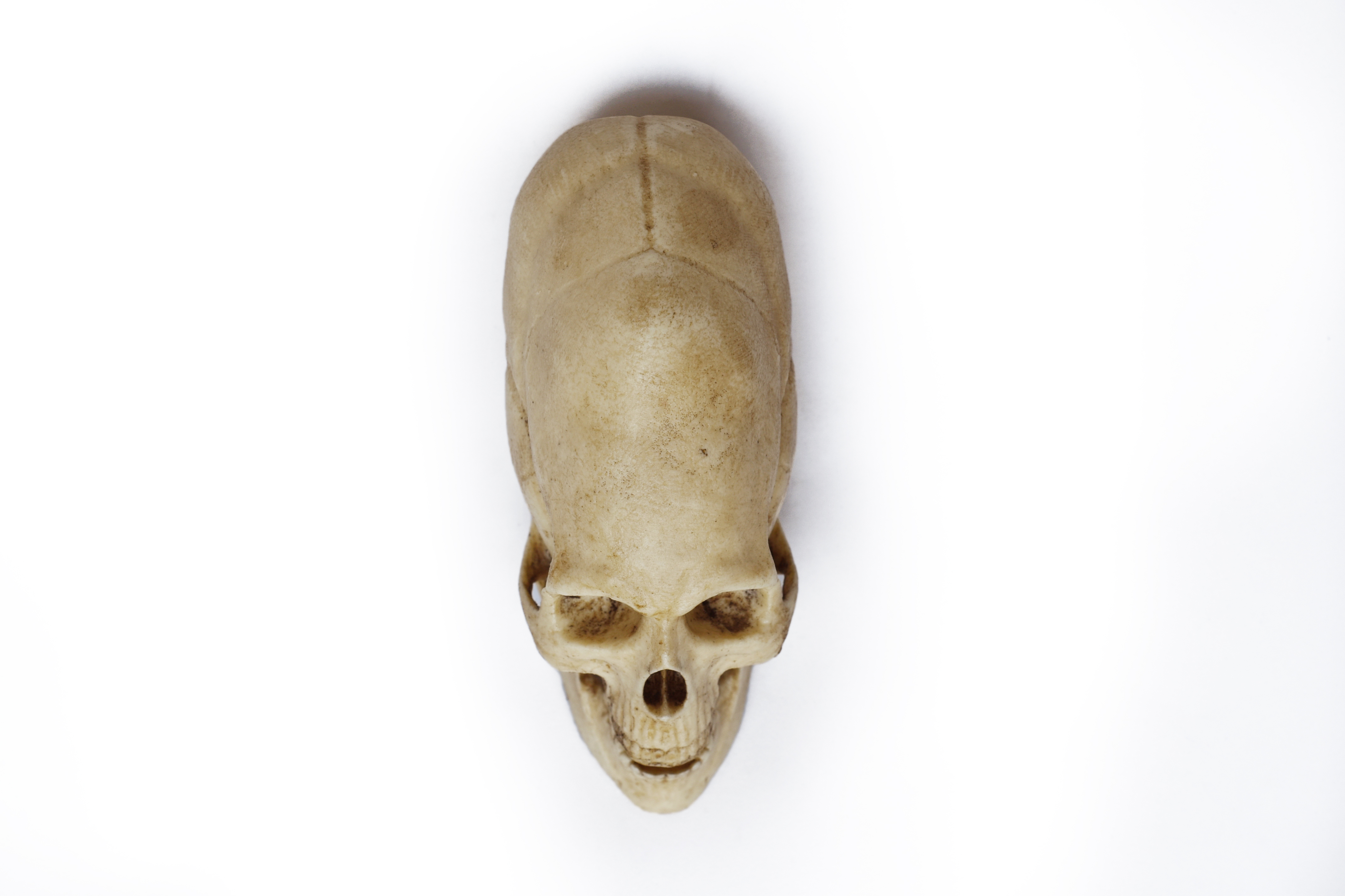 1/3 Scale Peruvian Human Skull