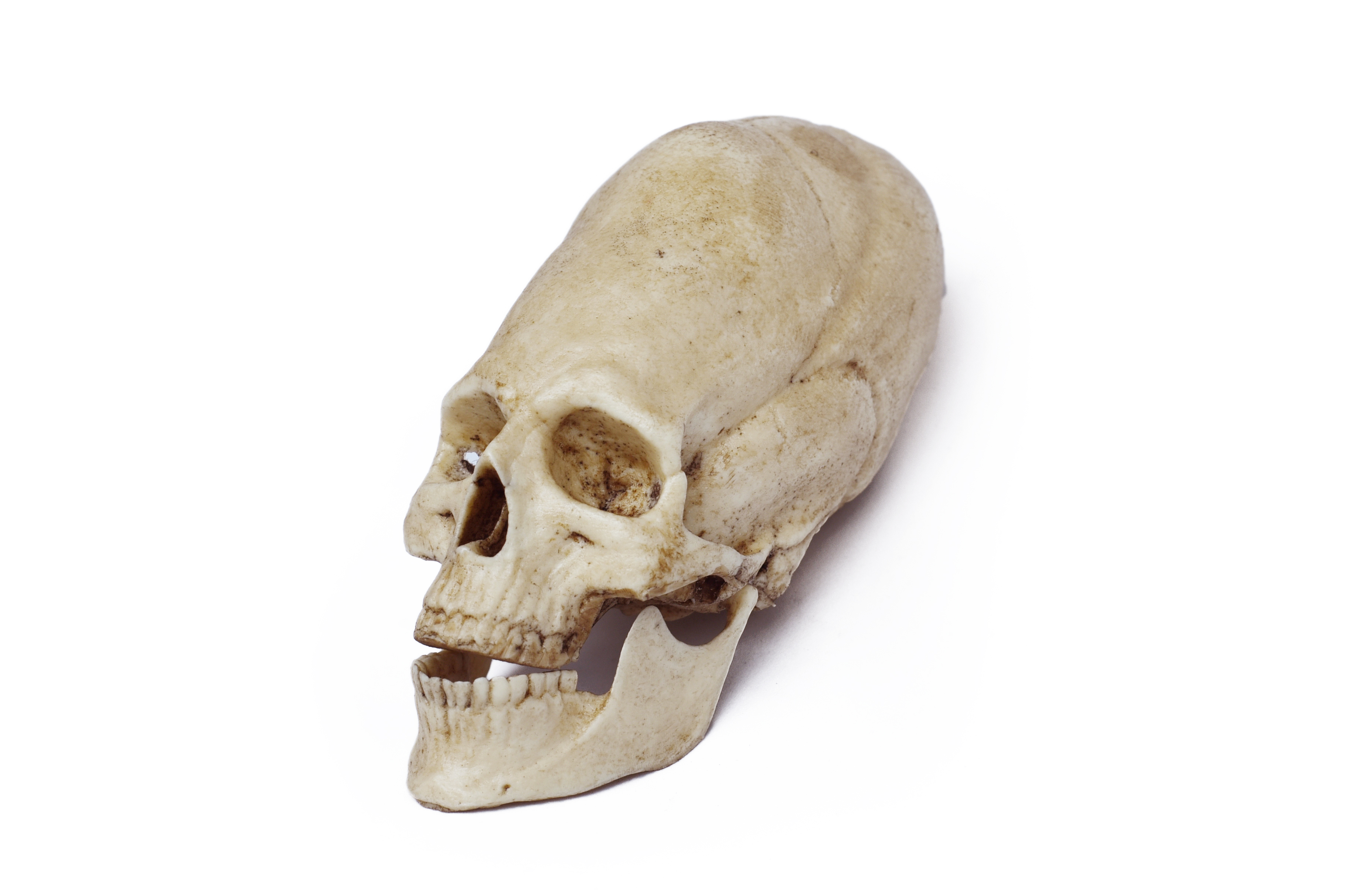 1/3 Scale Peruvian Human Skull