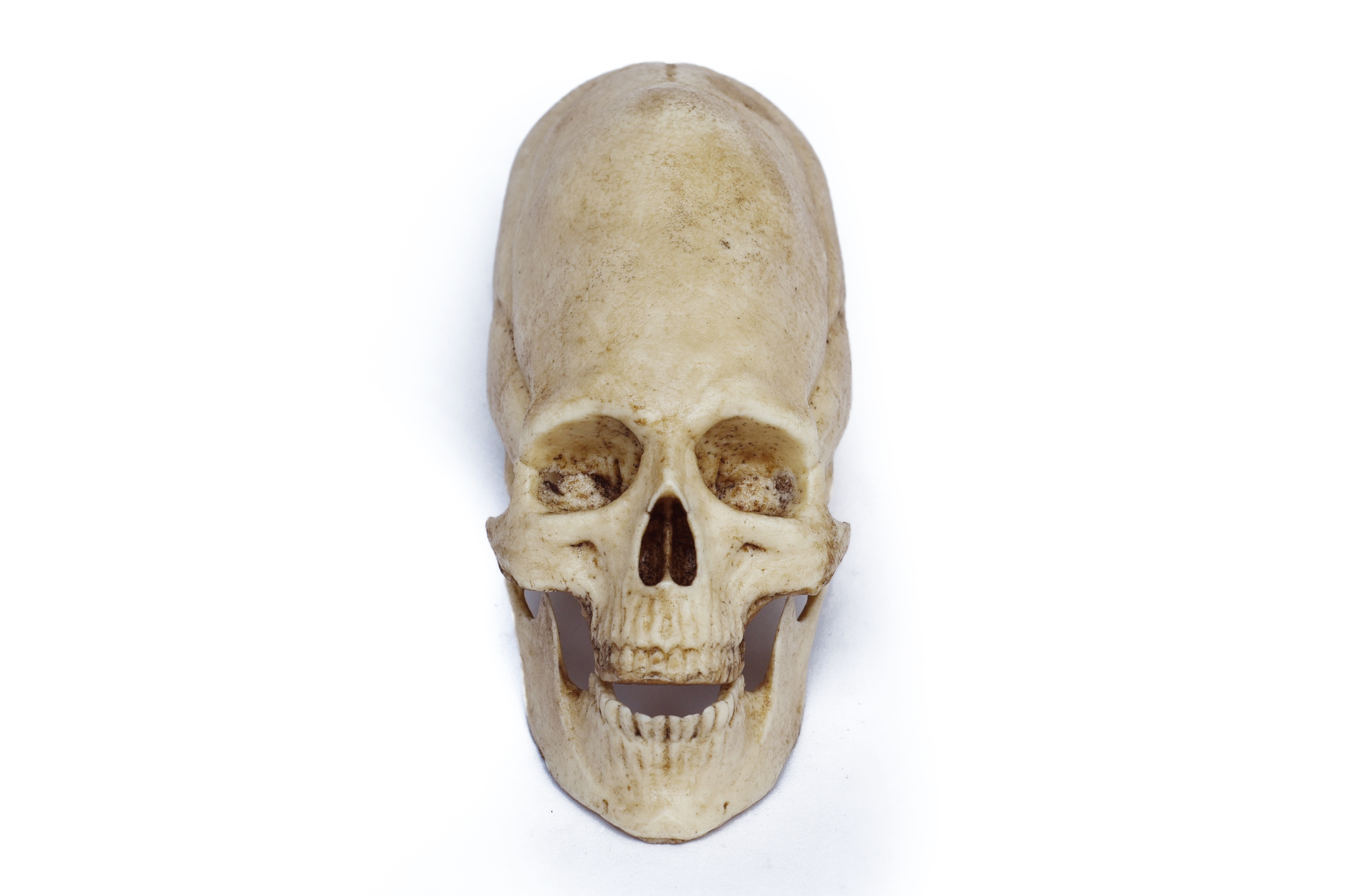 1/3 Scale Peruvian Human Skull
