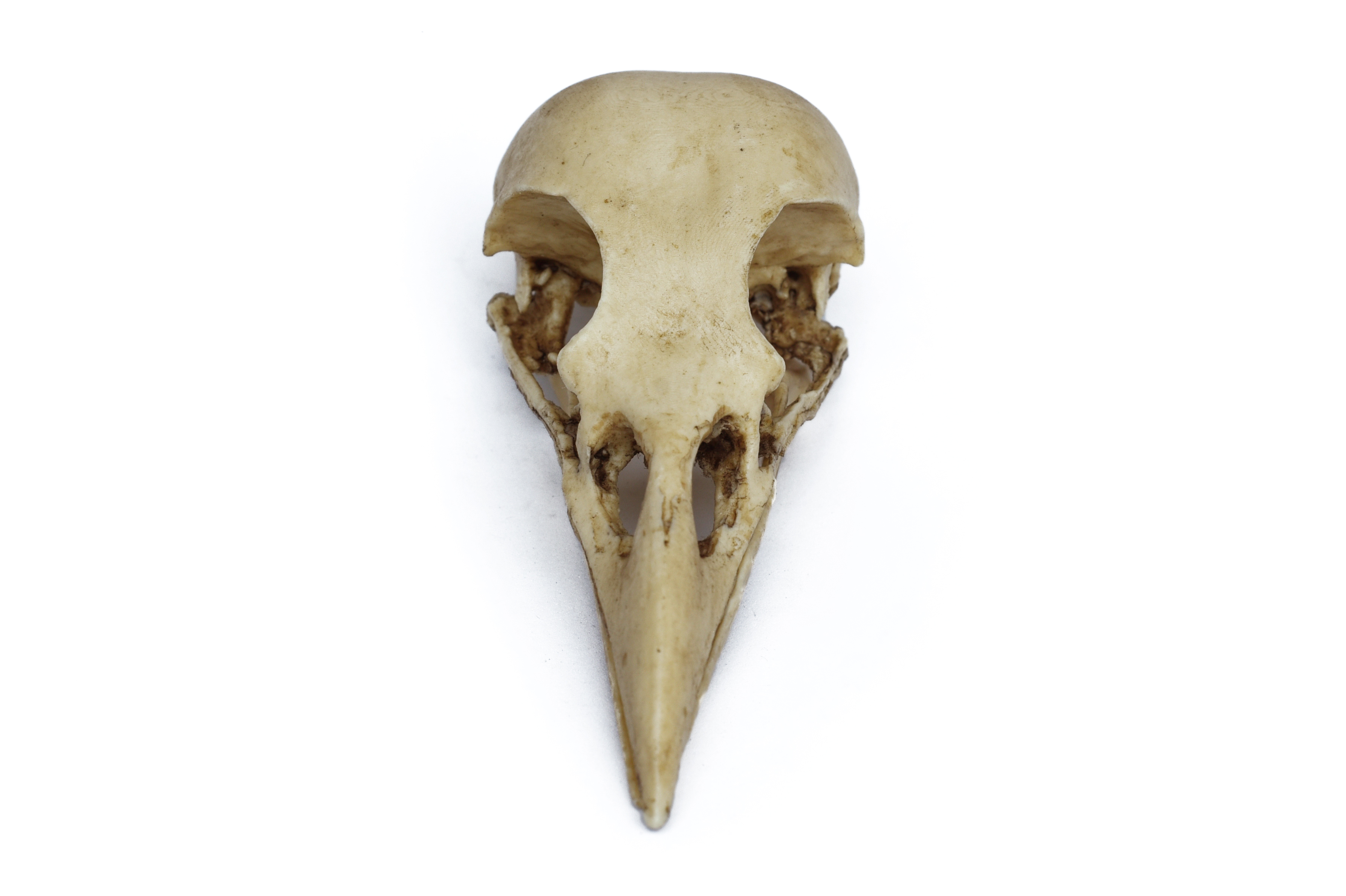 Handmade Realistic Crow Skull. Bones and Skulls.