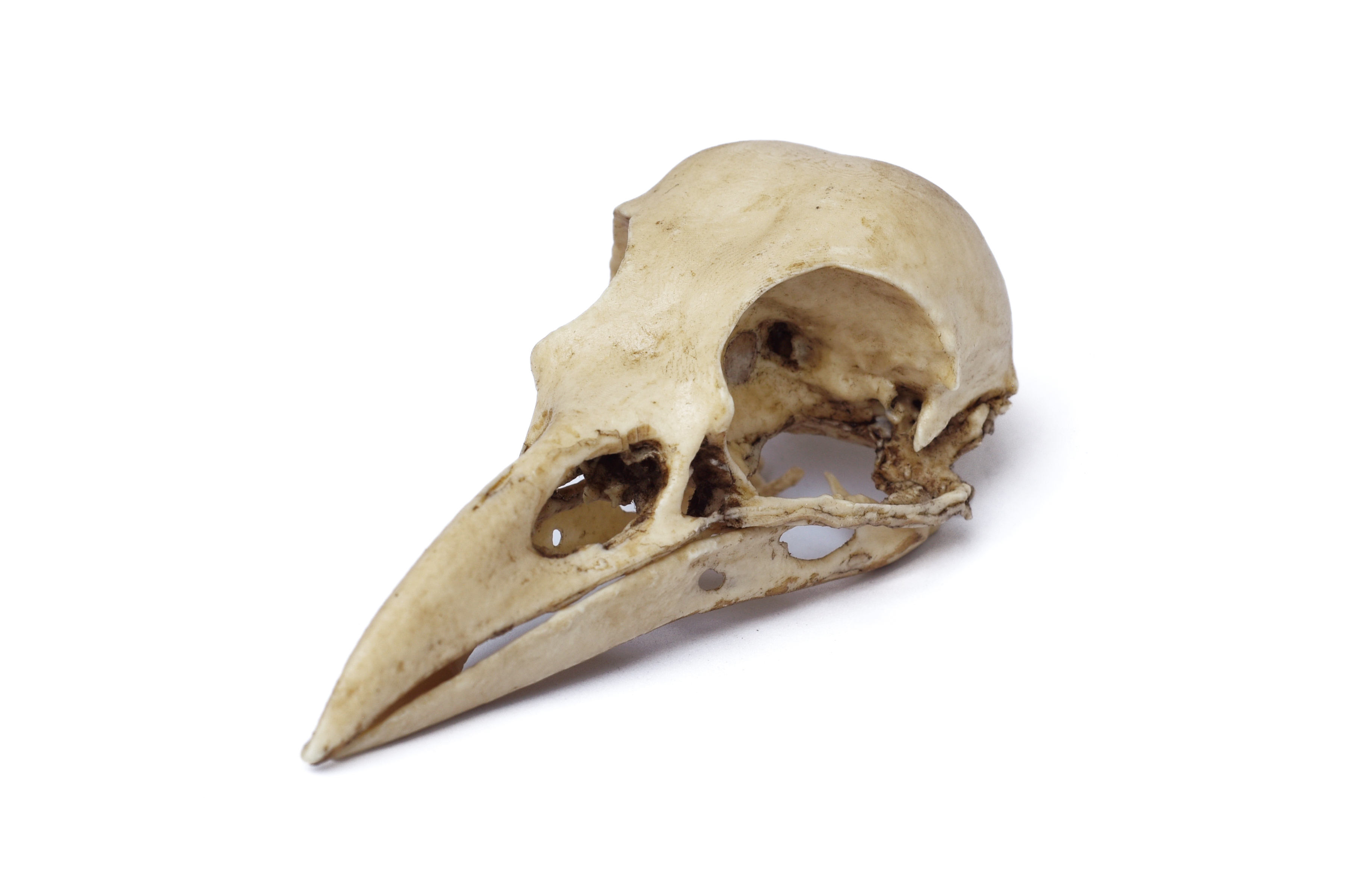 Handmade Realistic Crow Skull. Bones and Skulls.