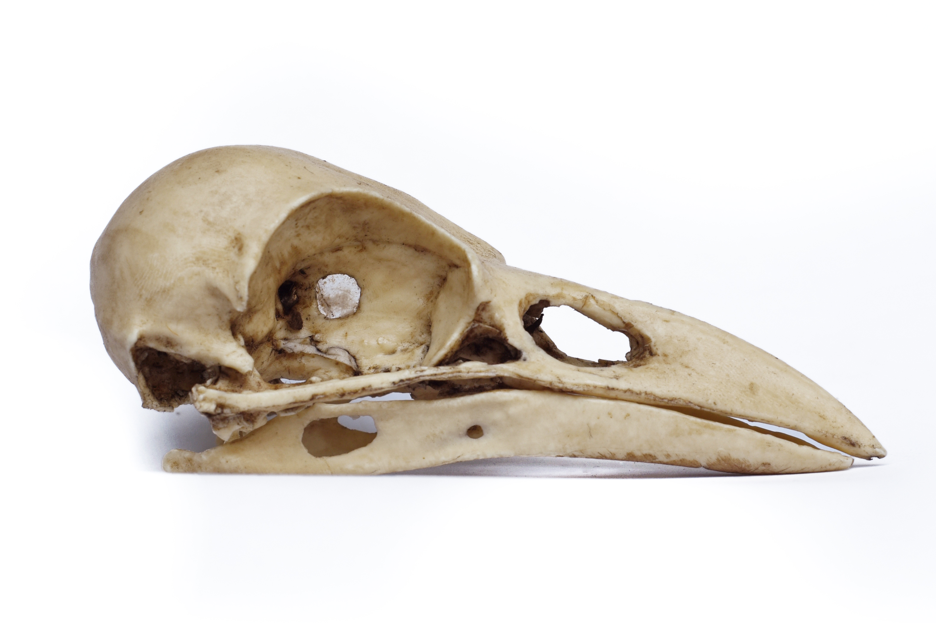 Handmade Realistic Crow Skull. Bones and Skulls.
