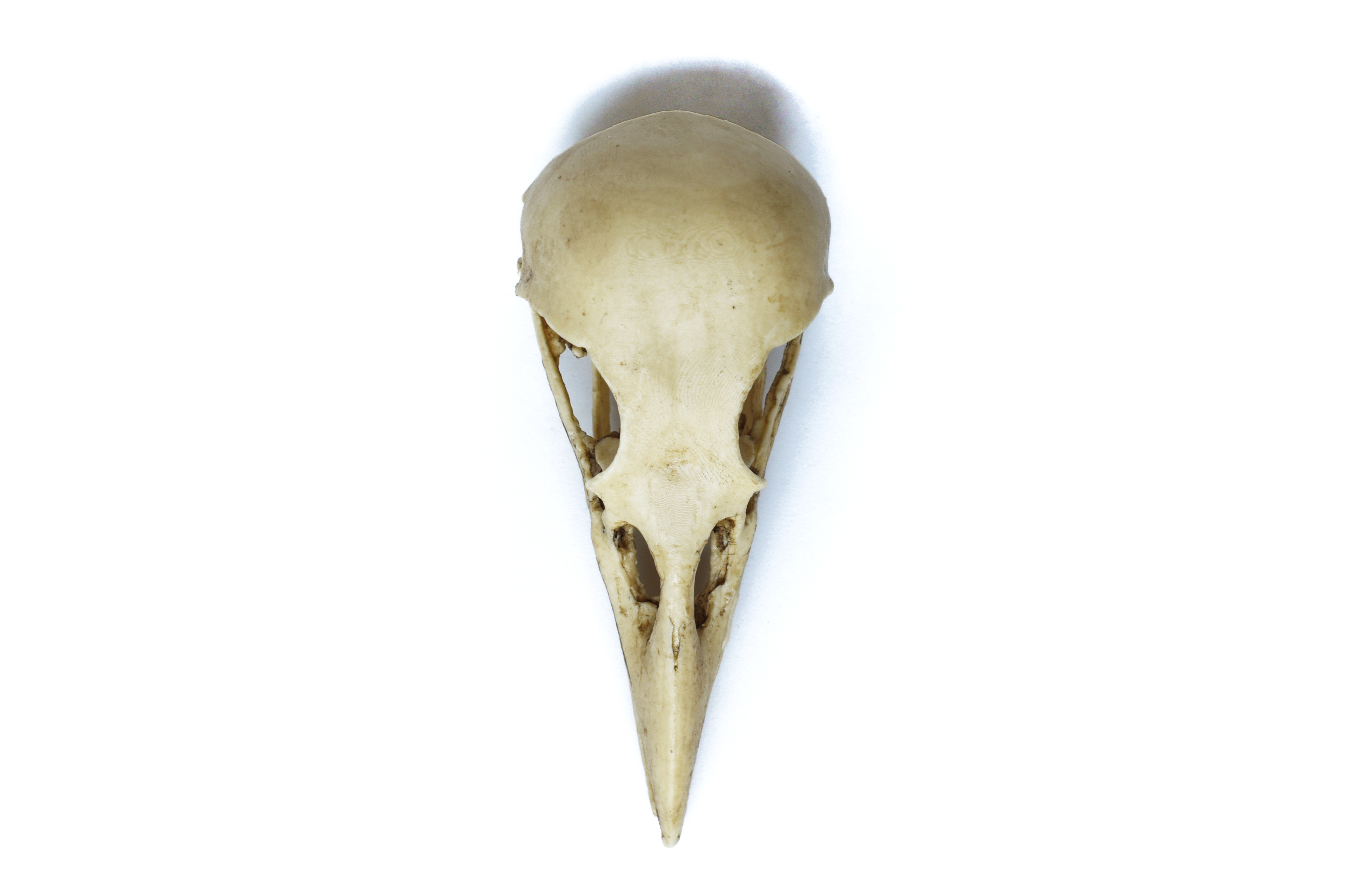 Handmade Realistic Crow Skull. Bones and Skulls.
