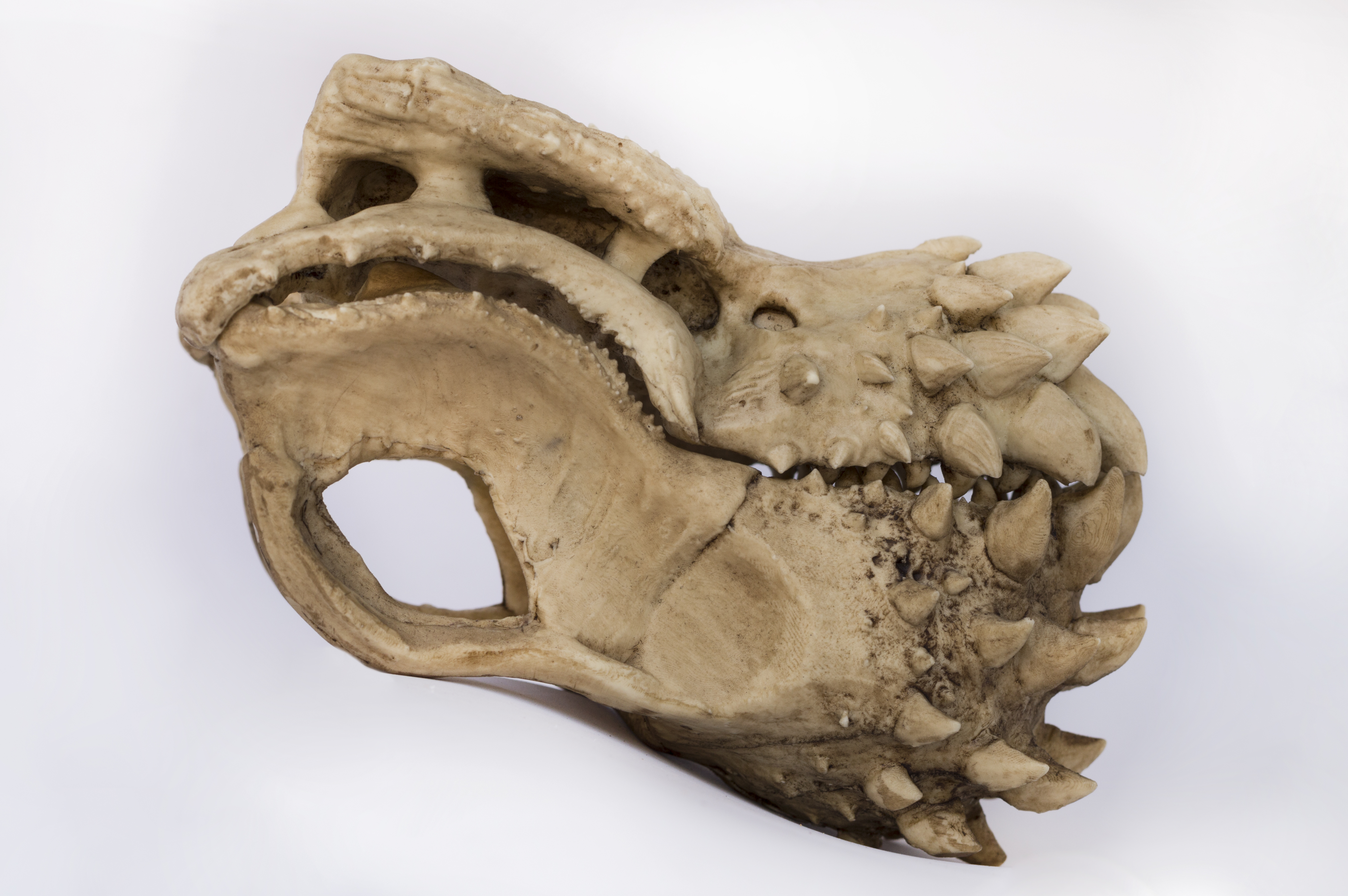 Deviljho Skull "Monster Hunter"