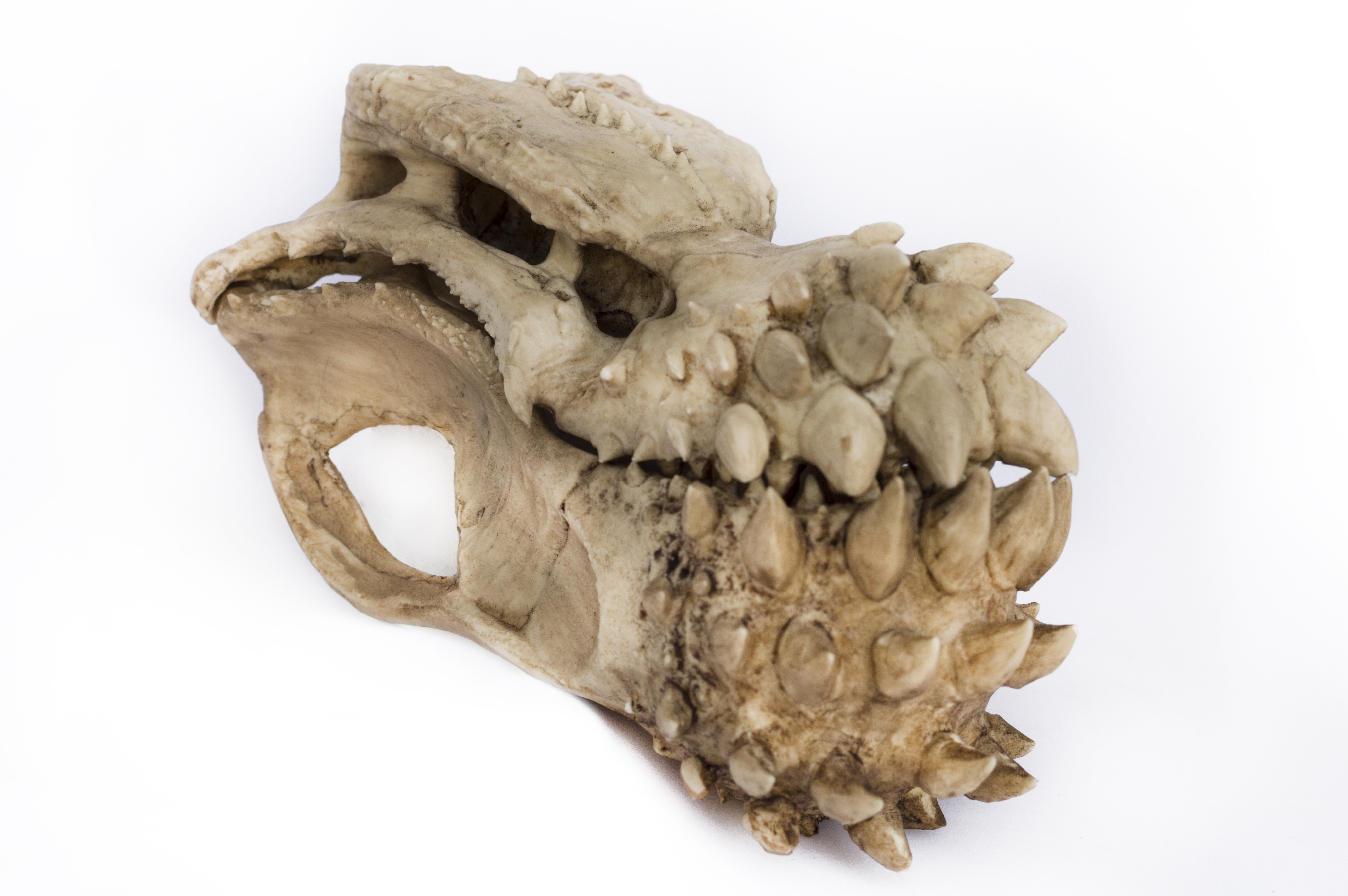 Deviljho Skull "Monster Hunter"