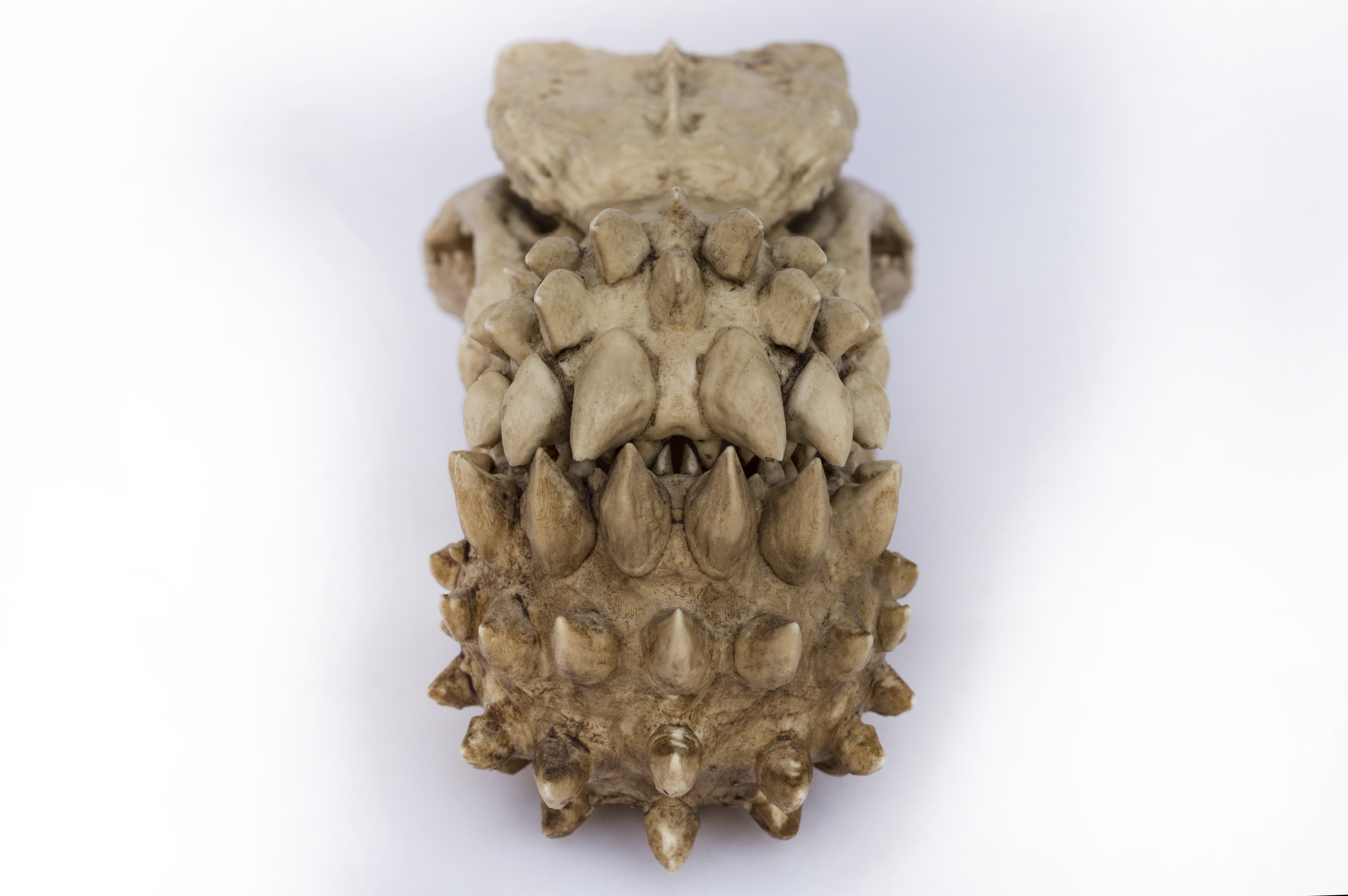 Deviljho Skull "Monster Hunter"