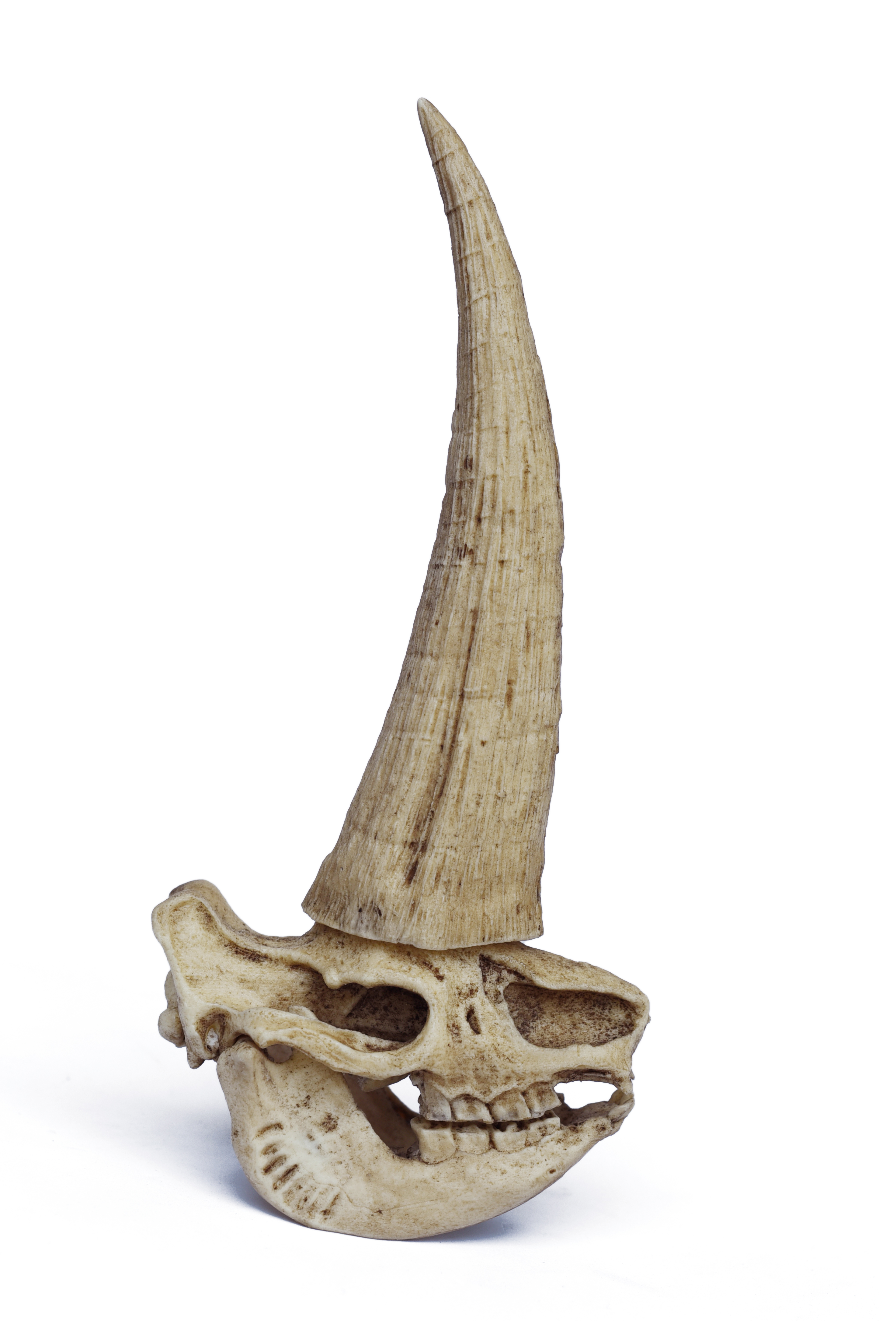 1/12 Scale "Mud Horn" Skull (Elasmotherium)