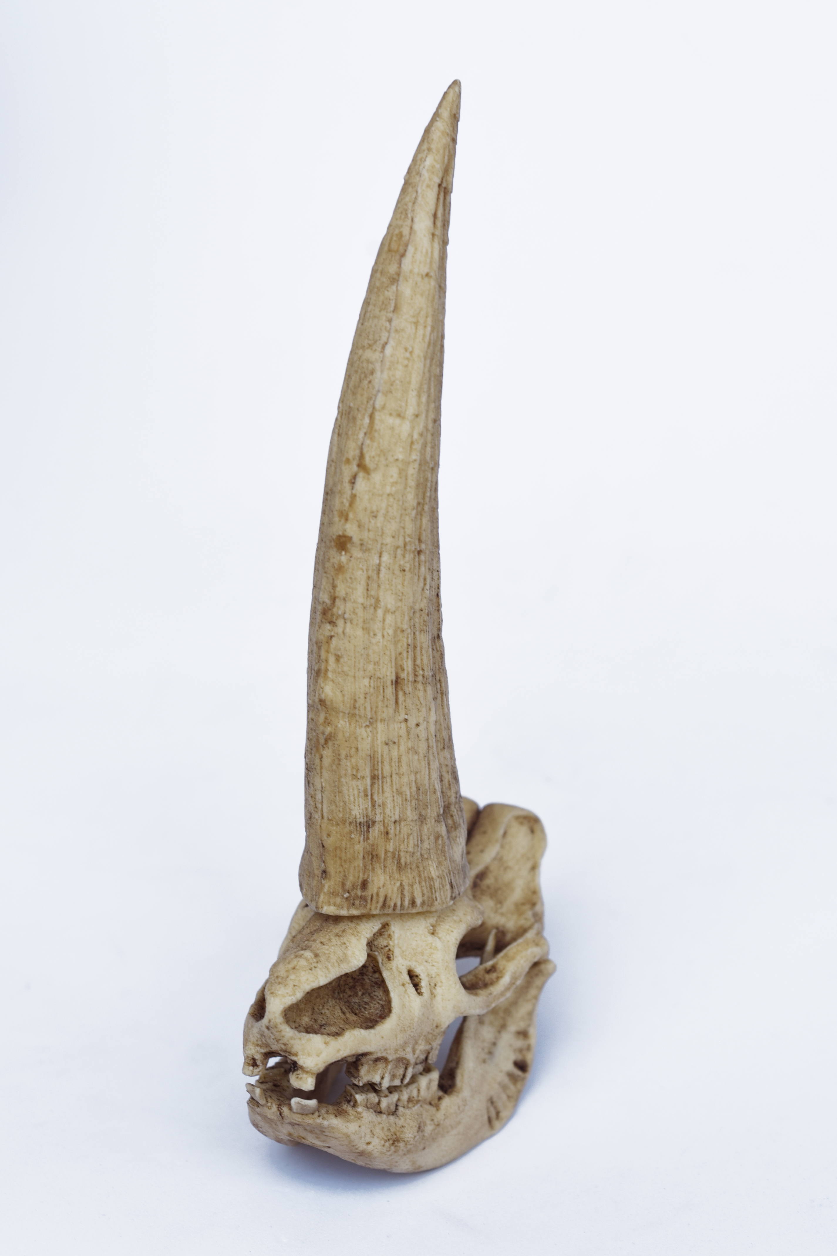 1/12 Scale "Mud Horn" Skull (Elasmotherium)