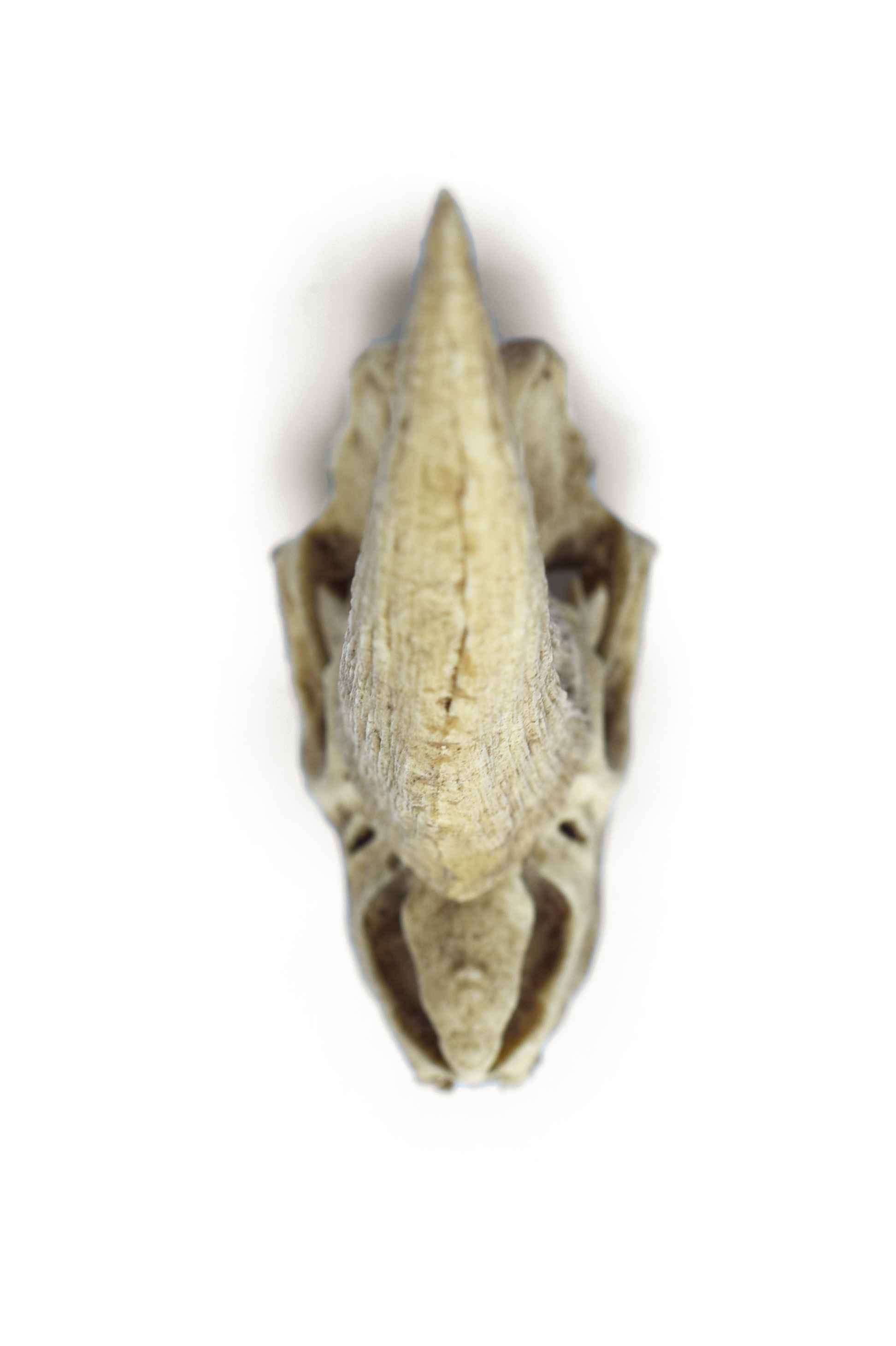 1/12 Scale "Mud Horn" Skull (Elasmotherium)