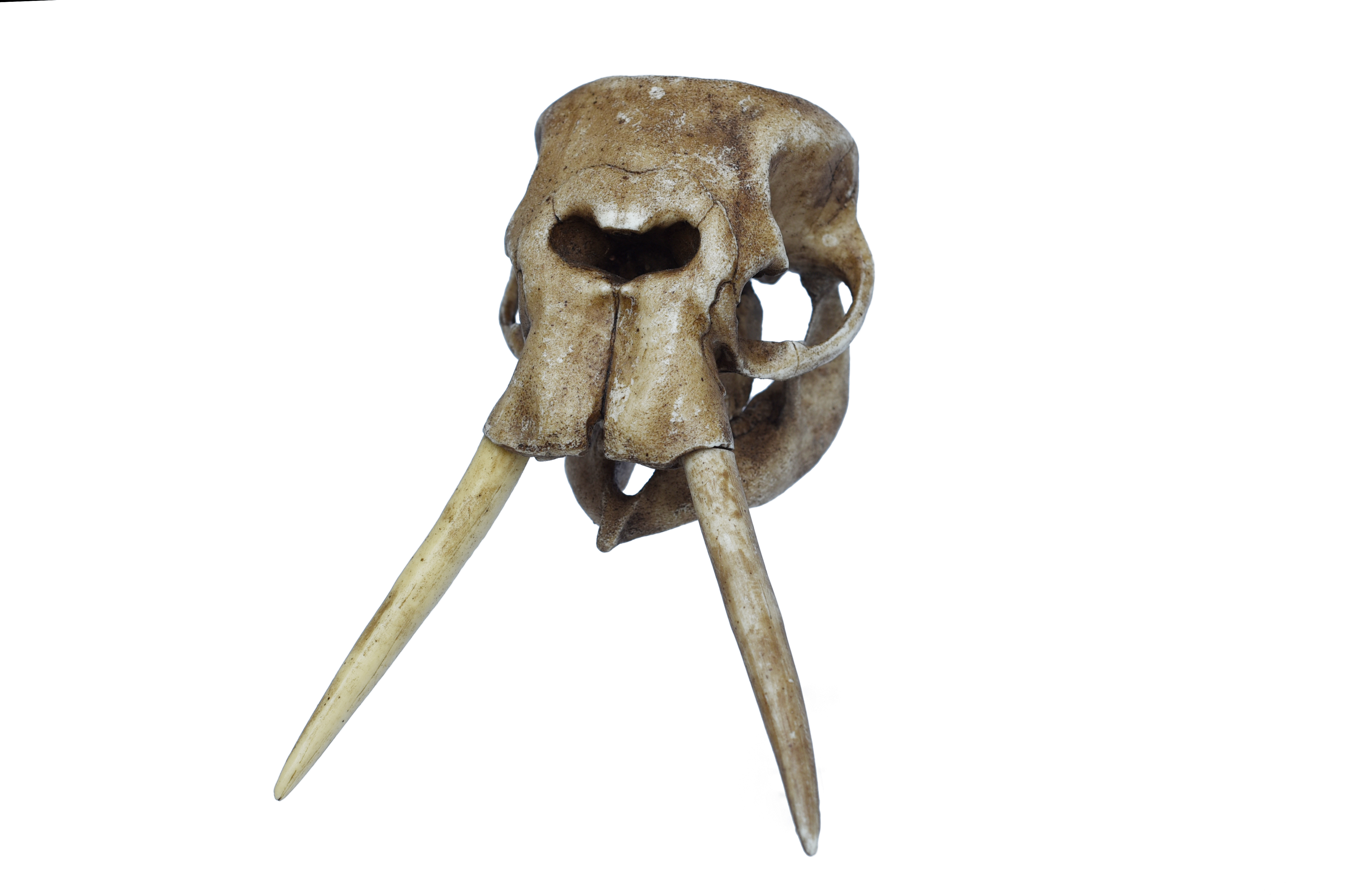Antique Elephant Skull 1/12 scale