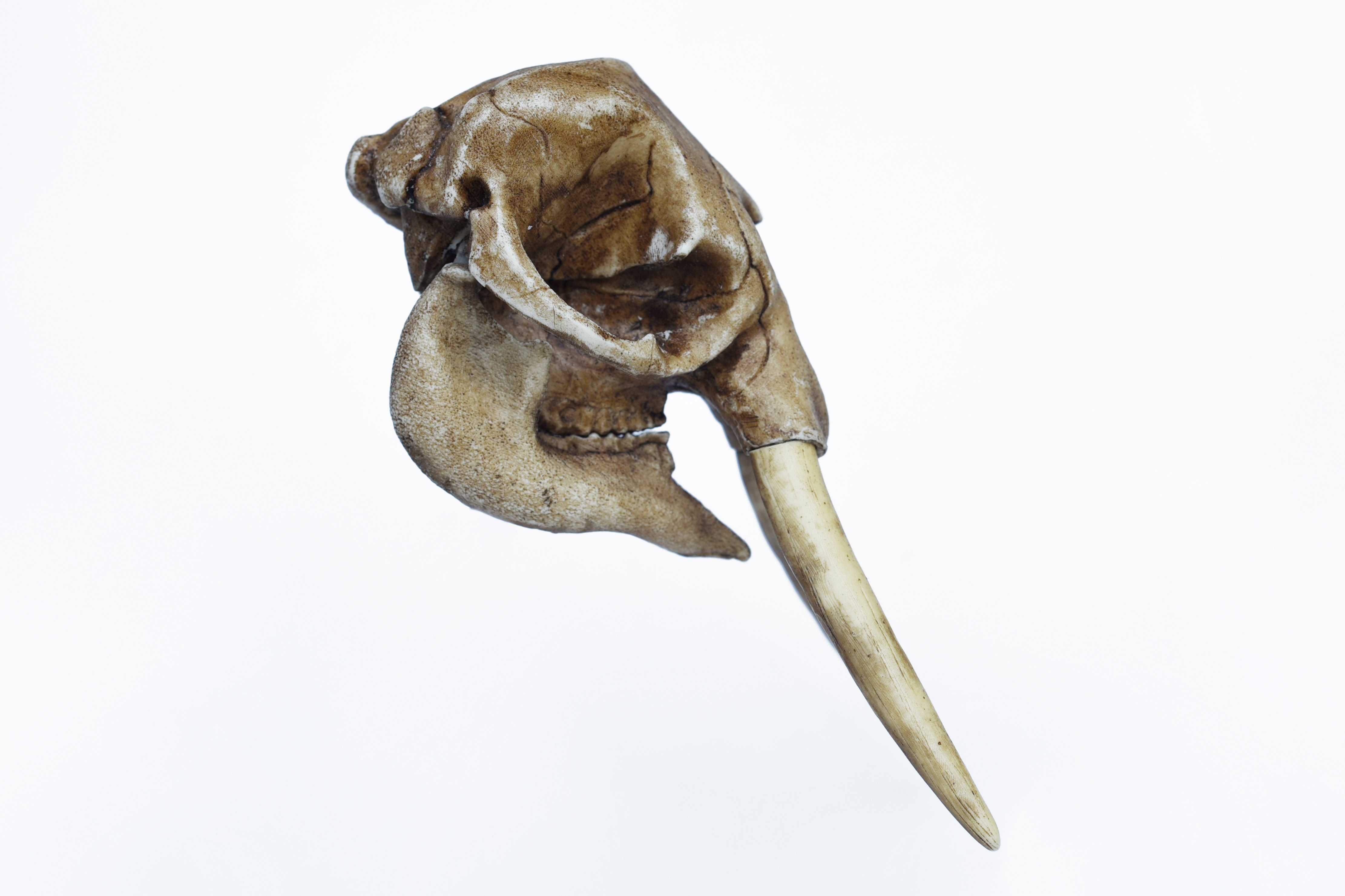 Antique Elephant Skull 1/12 scale