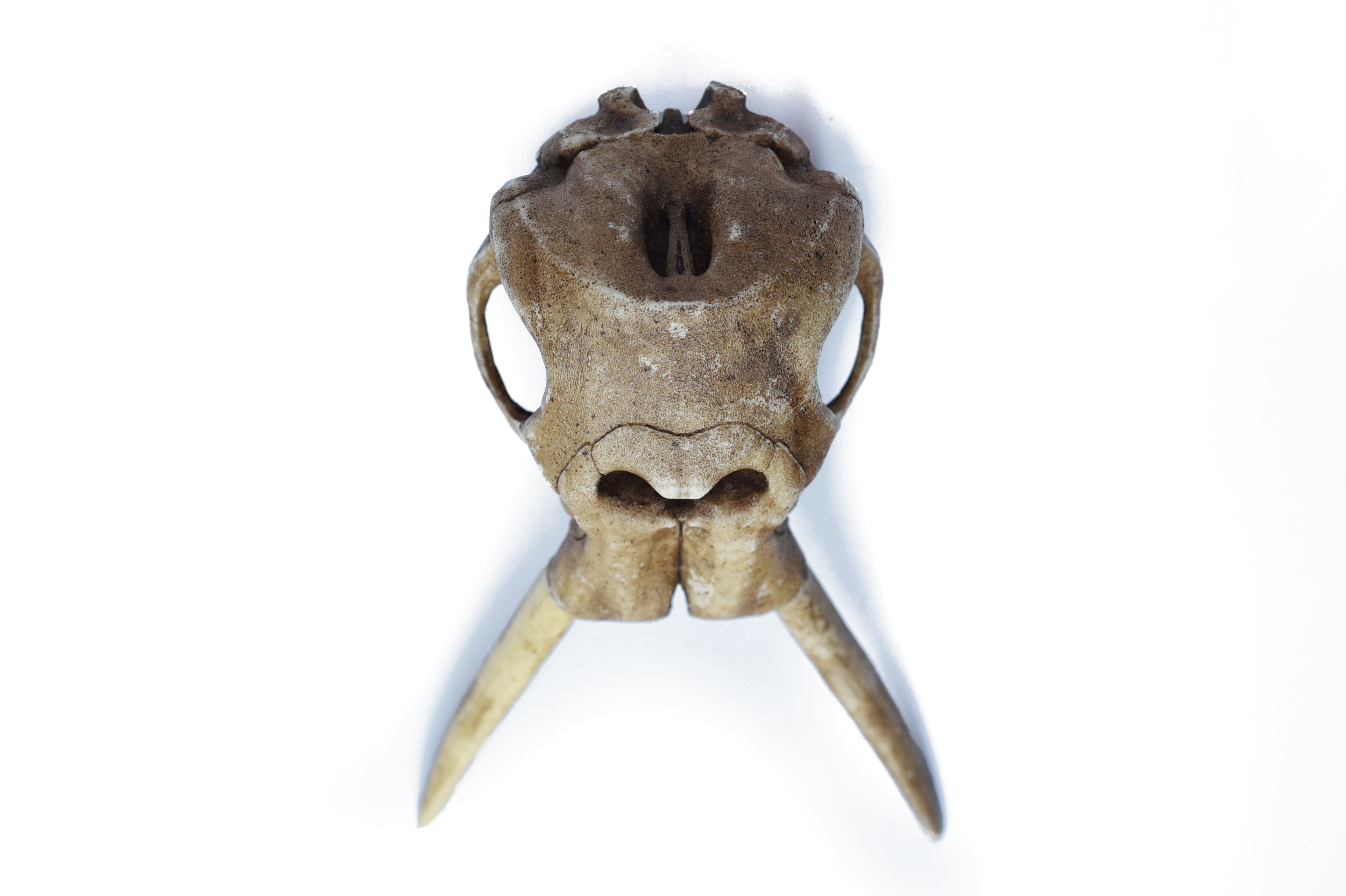Antique Elephant Skull 1/12 scale