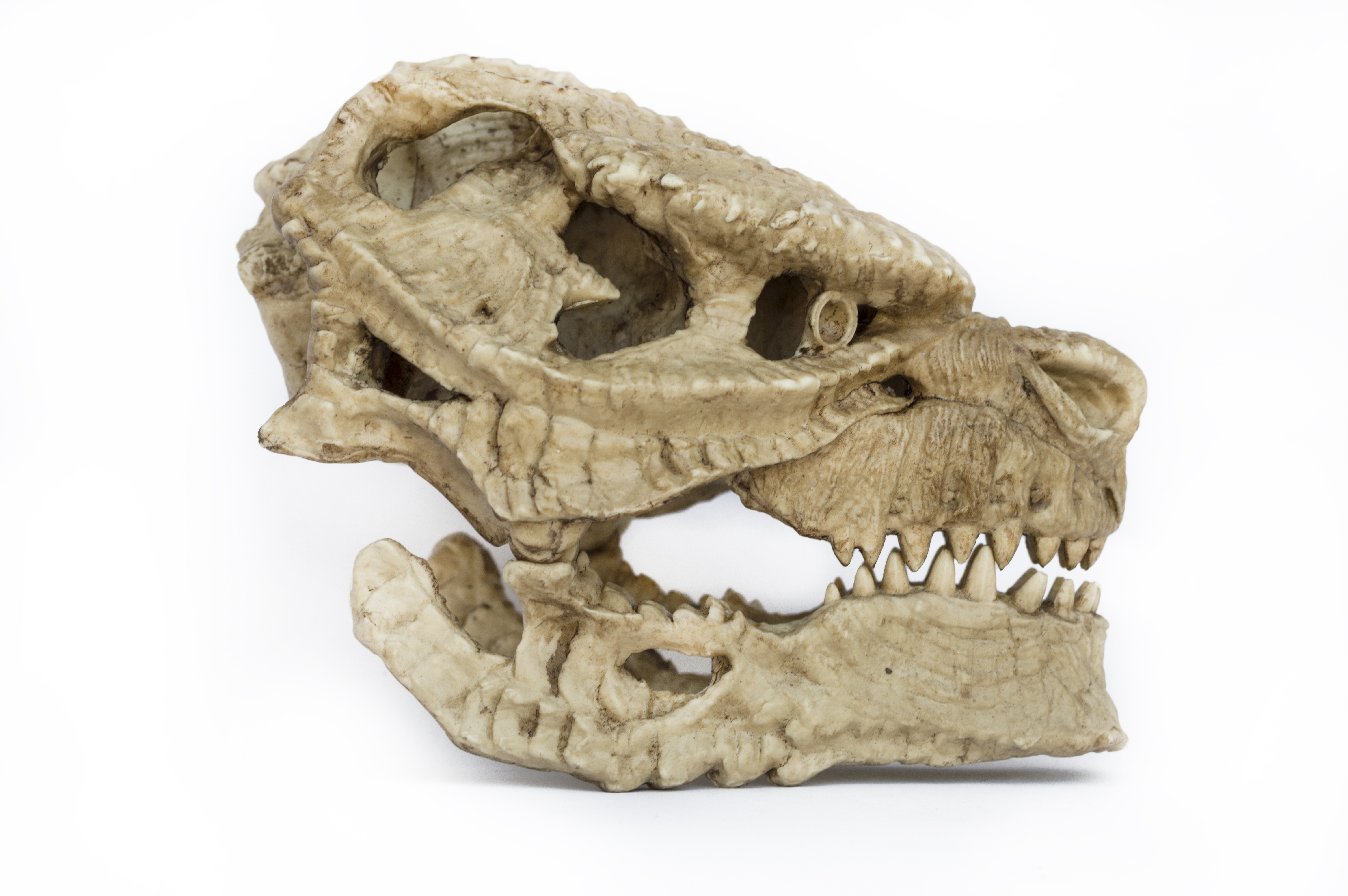 Godzilla Skull (Kaiju) Articulated Jaw.