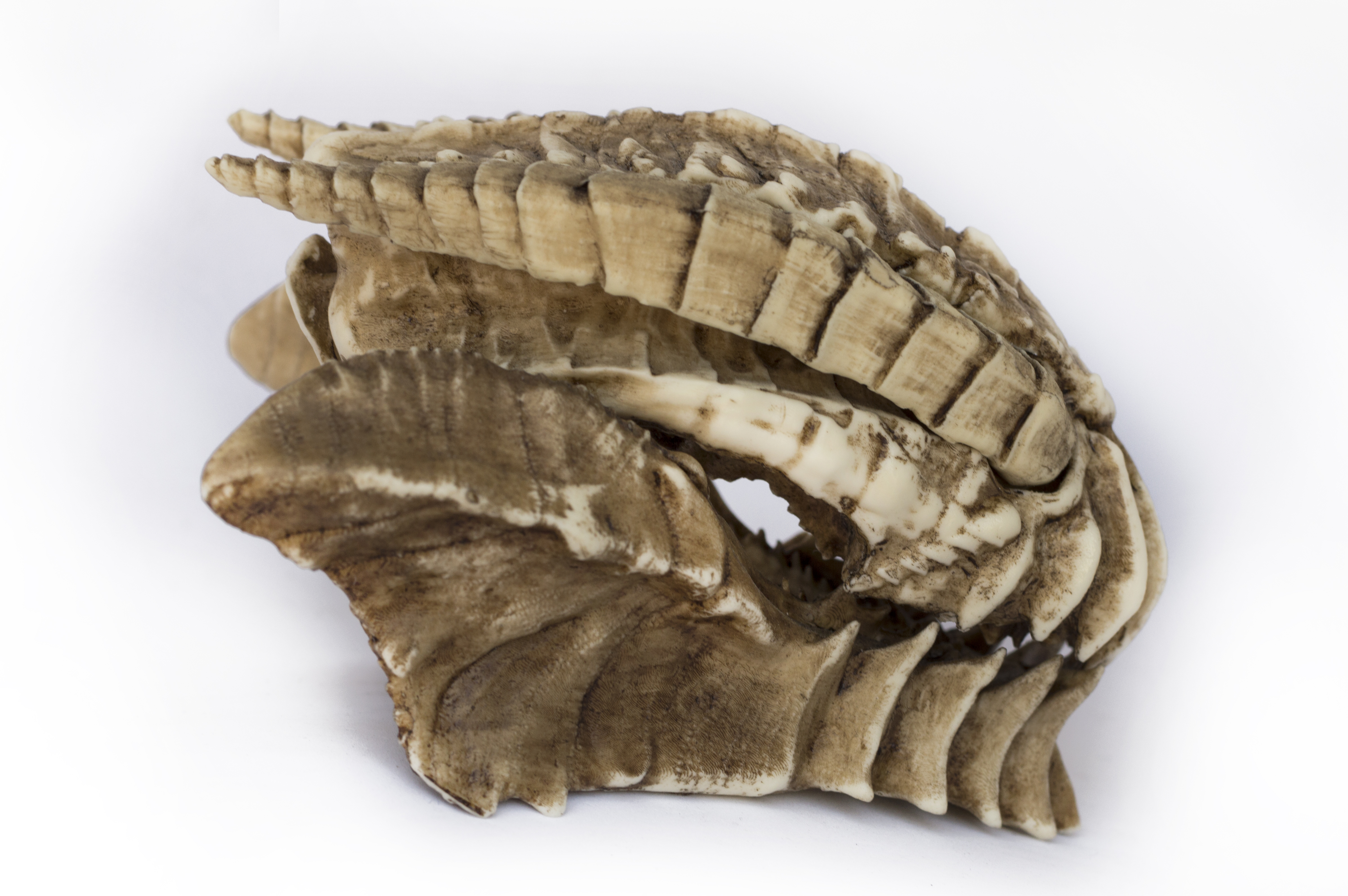 Gore Magala Skull "Monster Hunter"