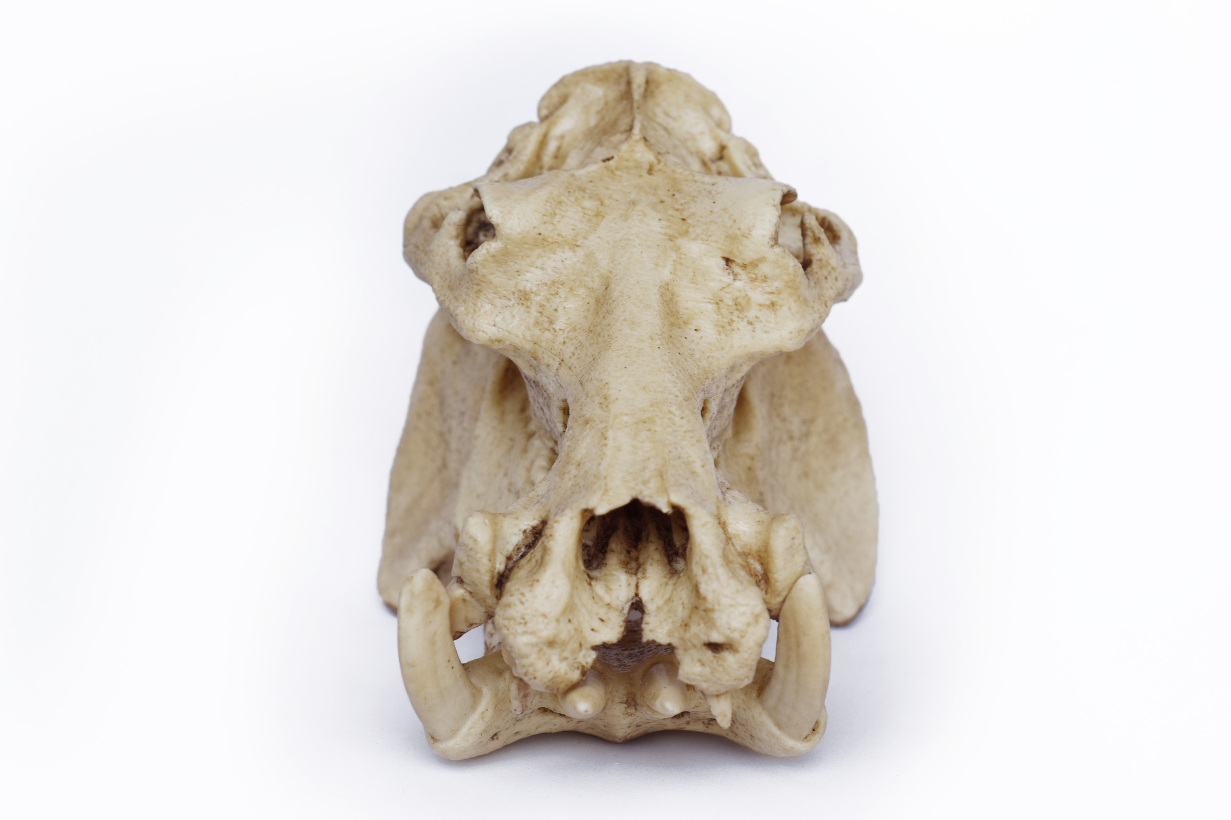 1/6 Scale hippopotamus Skull
