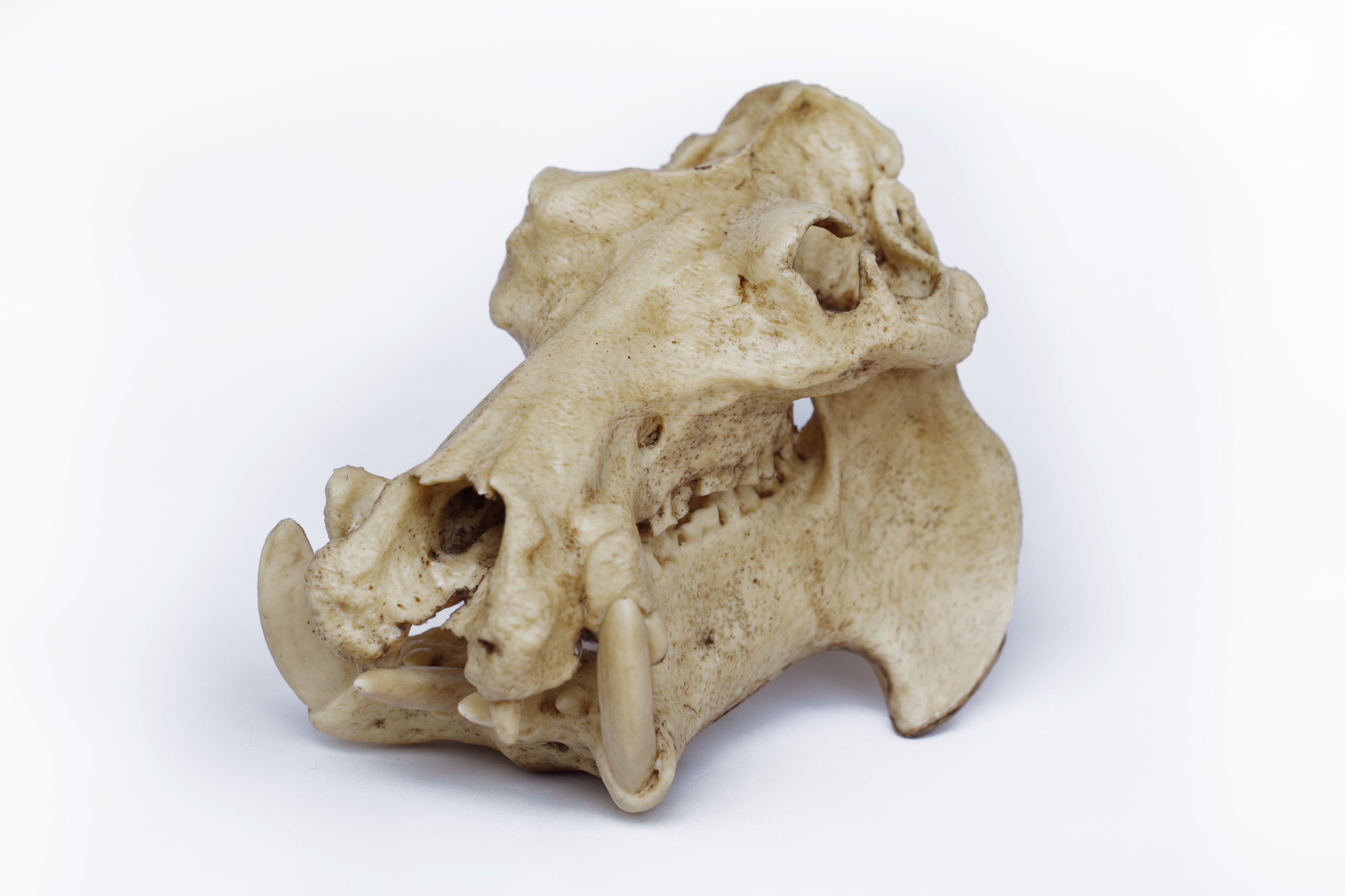 1/6 Scale hippopotamus Skull