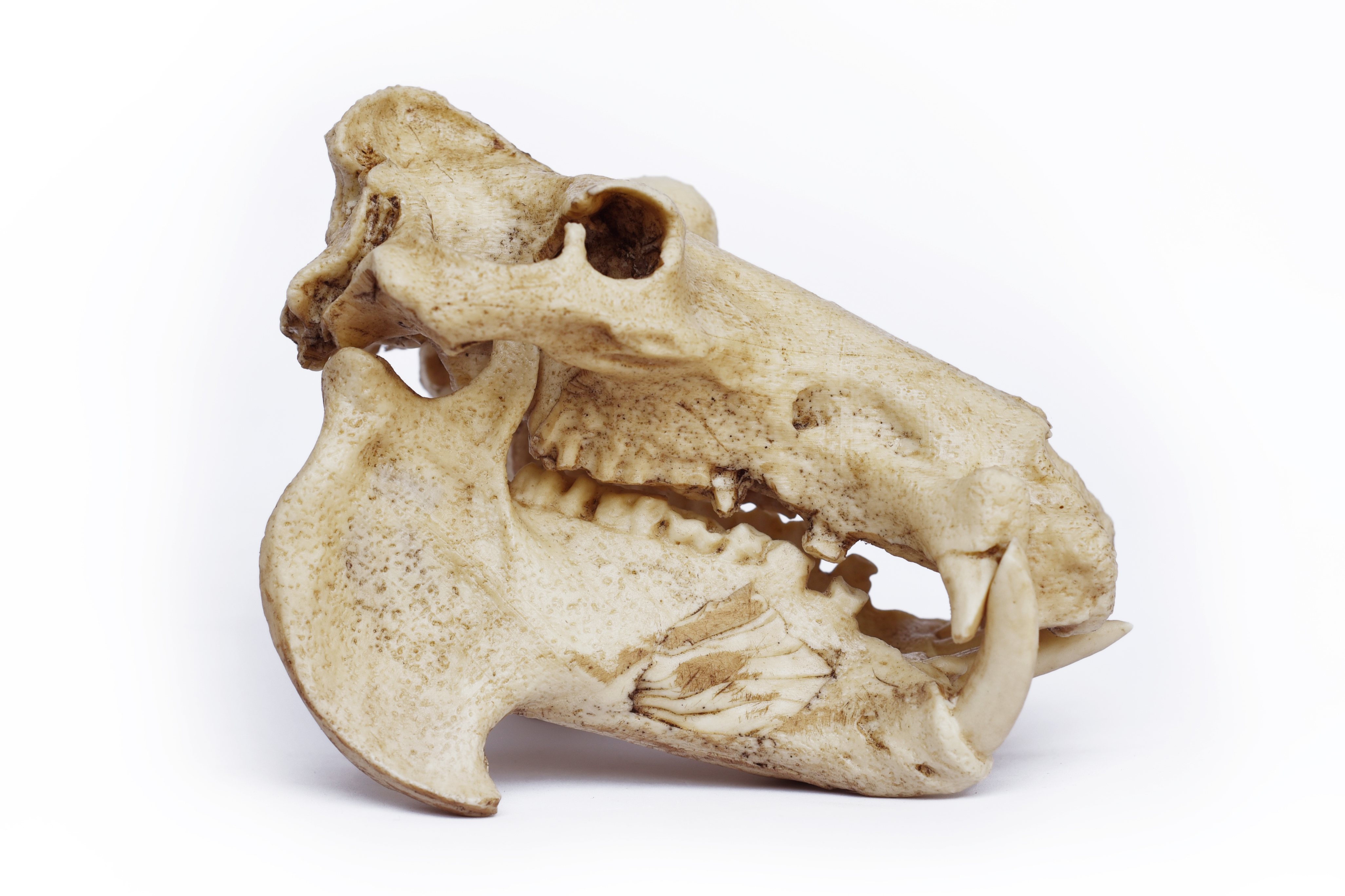 1/6 Scale hippopotamus Skull