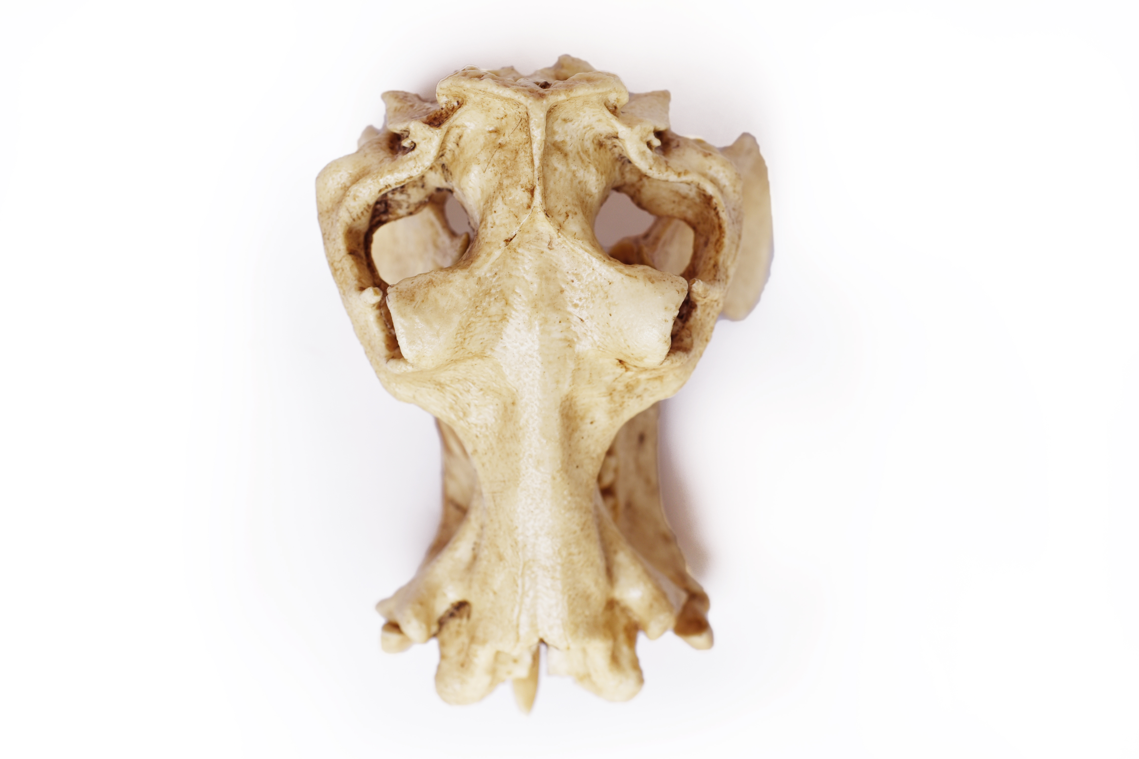 1/6 Scale hippopotamus Skull