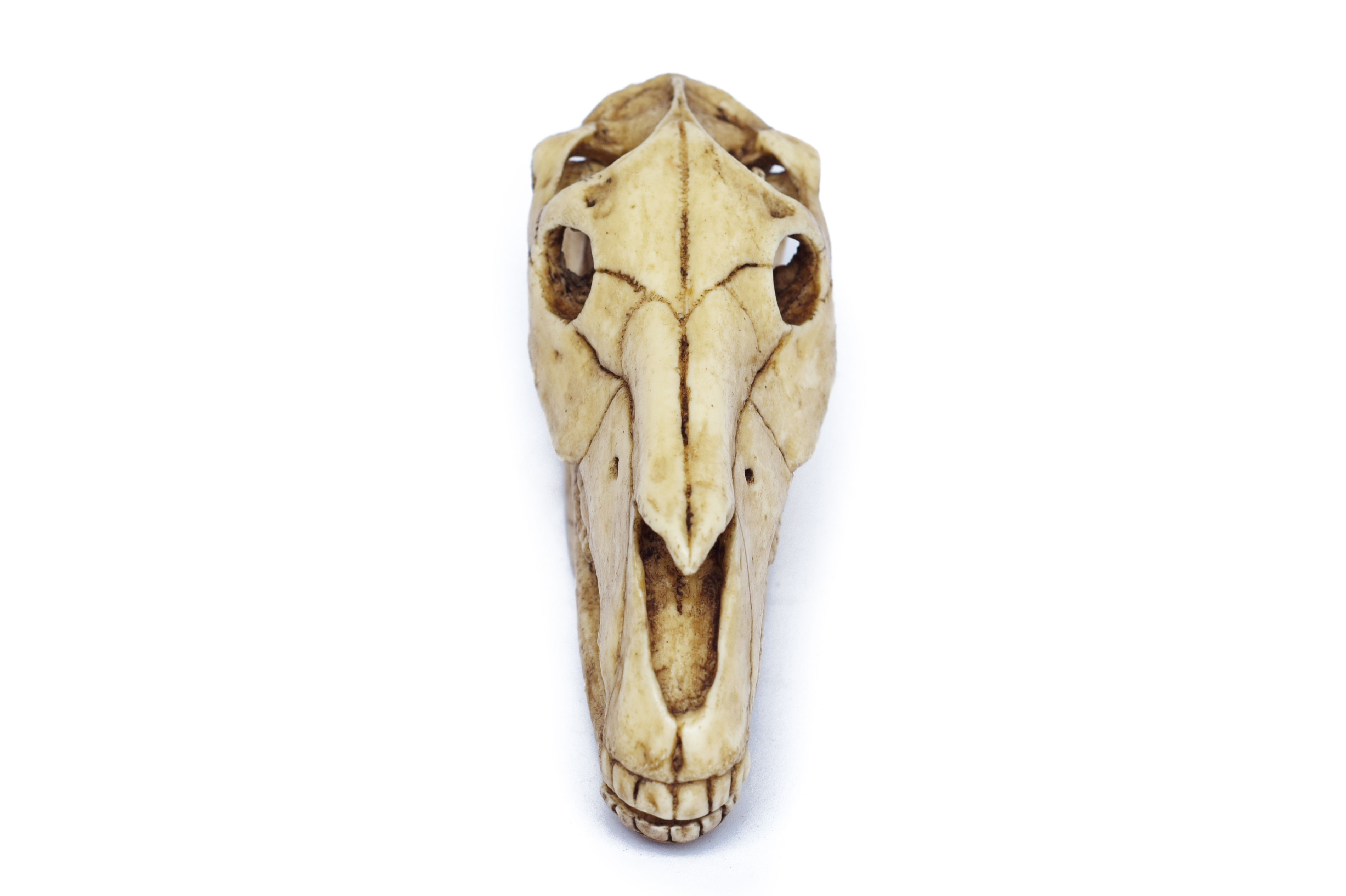 Horse Skull 1/6 Scale Replica