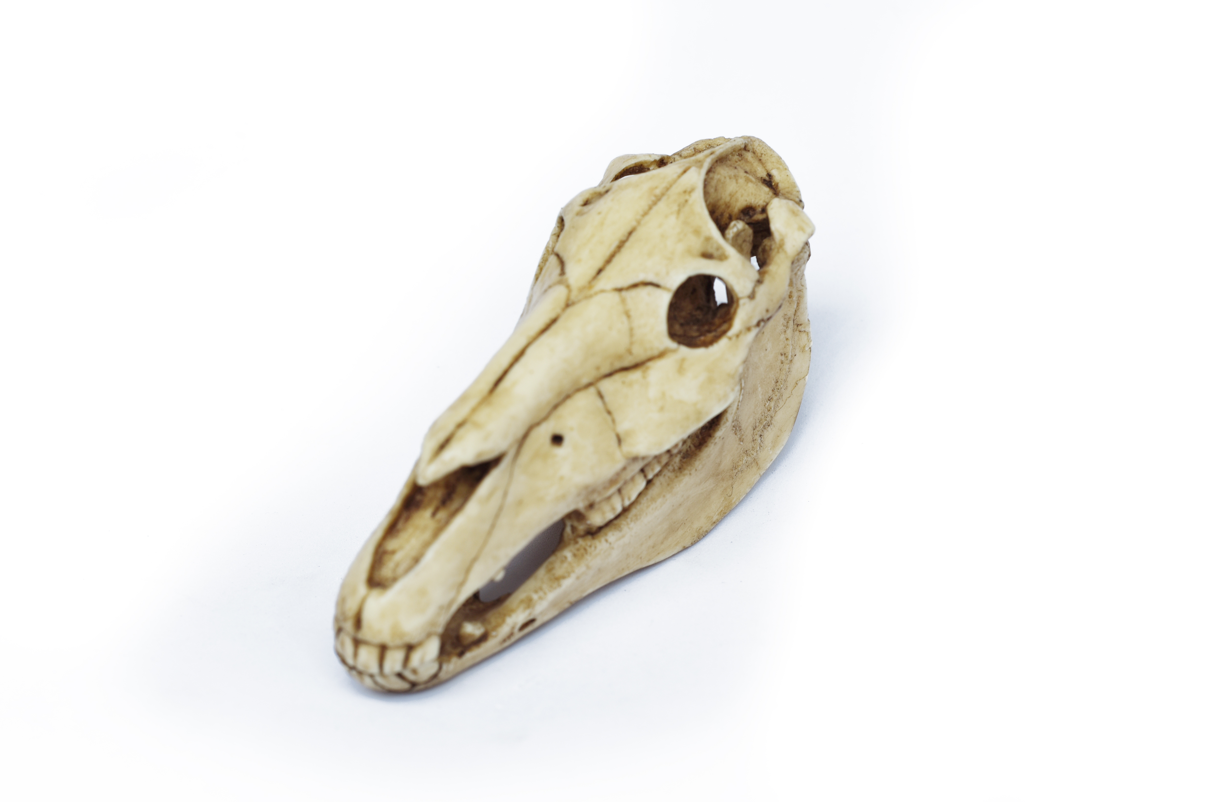 Horse Skull 1/6 Scale Replica