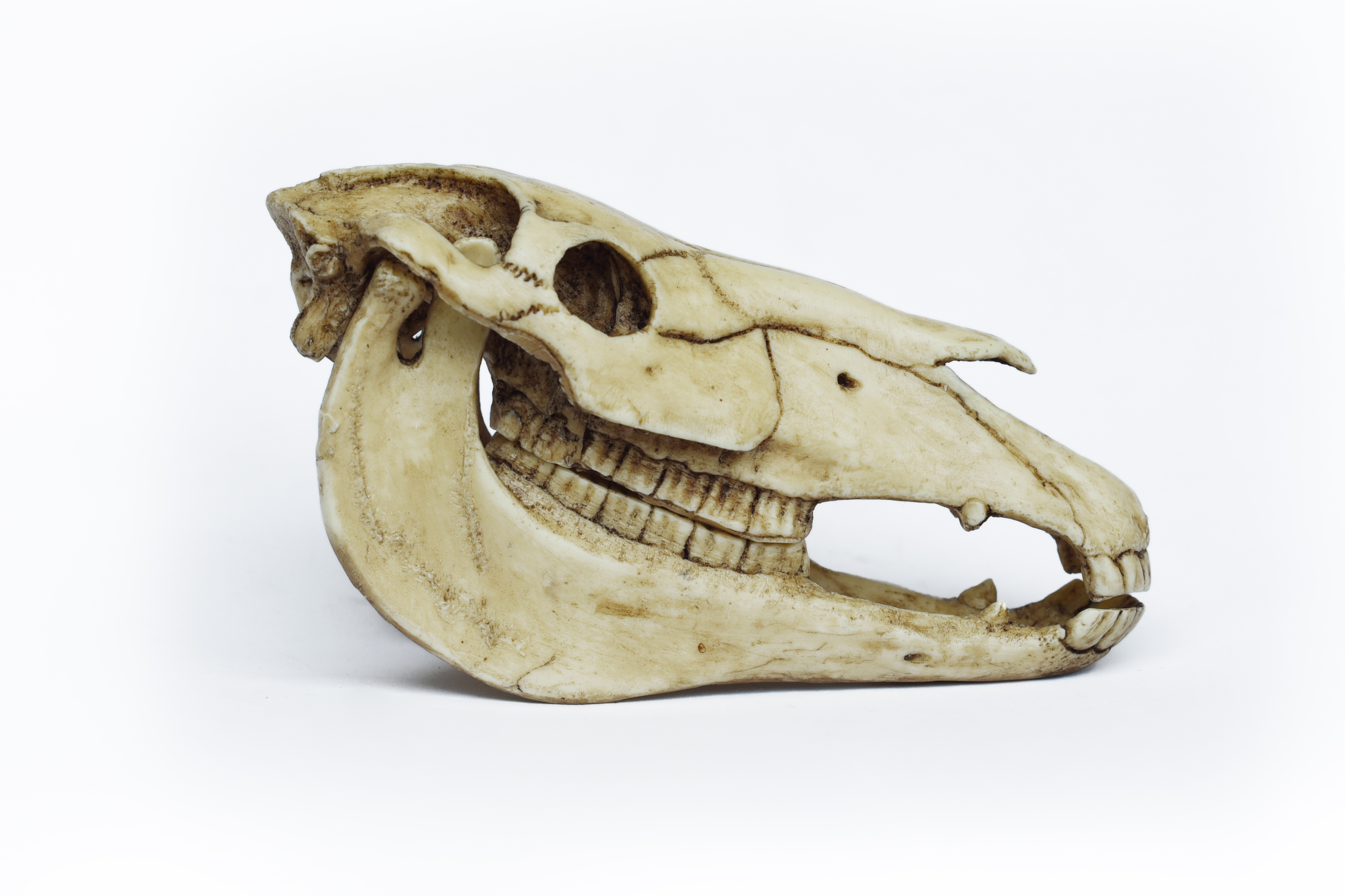 Horse Skull 1/6 Scale Replica