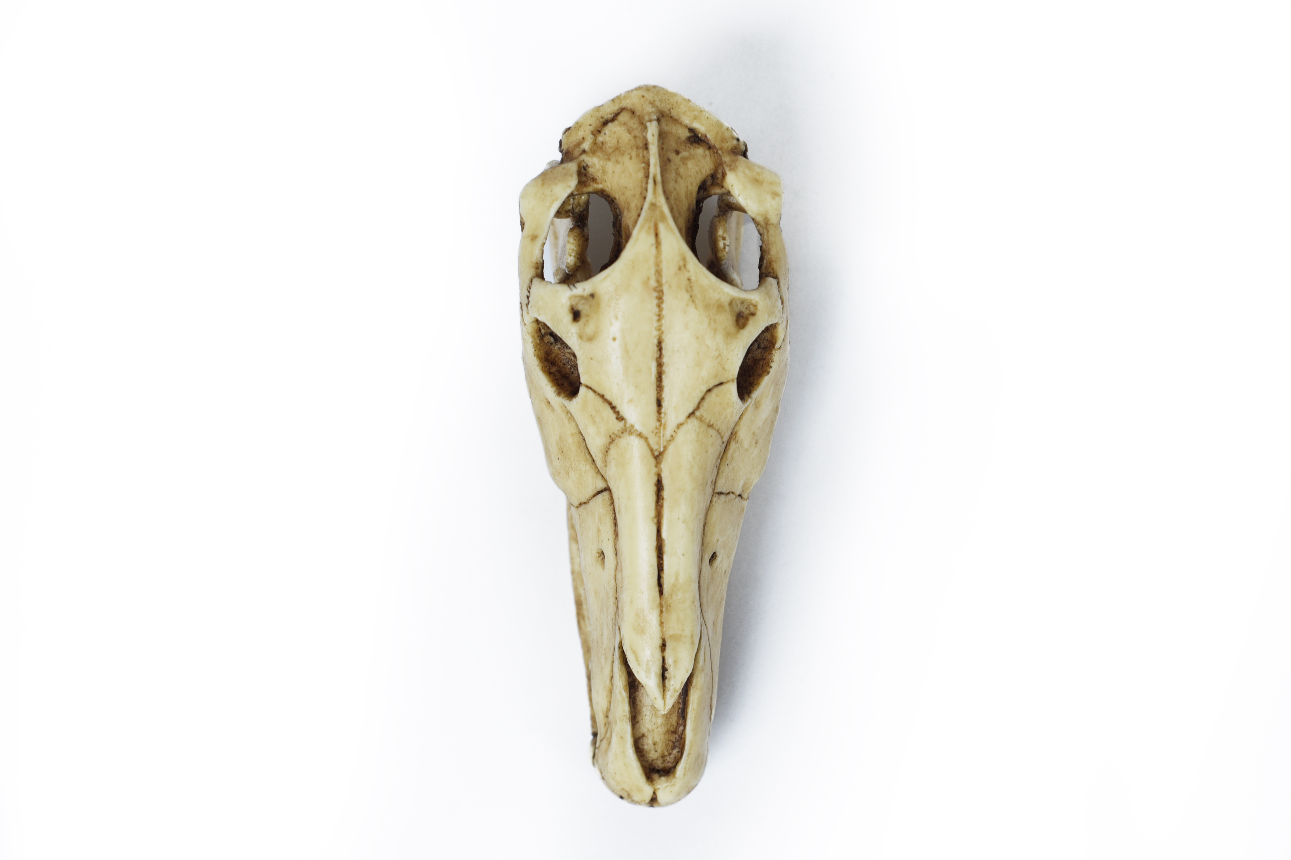 Horse Skull 1/6 Scale Replica