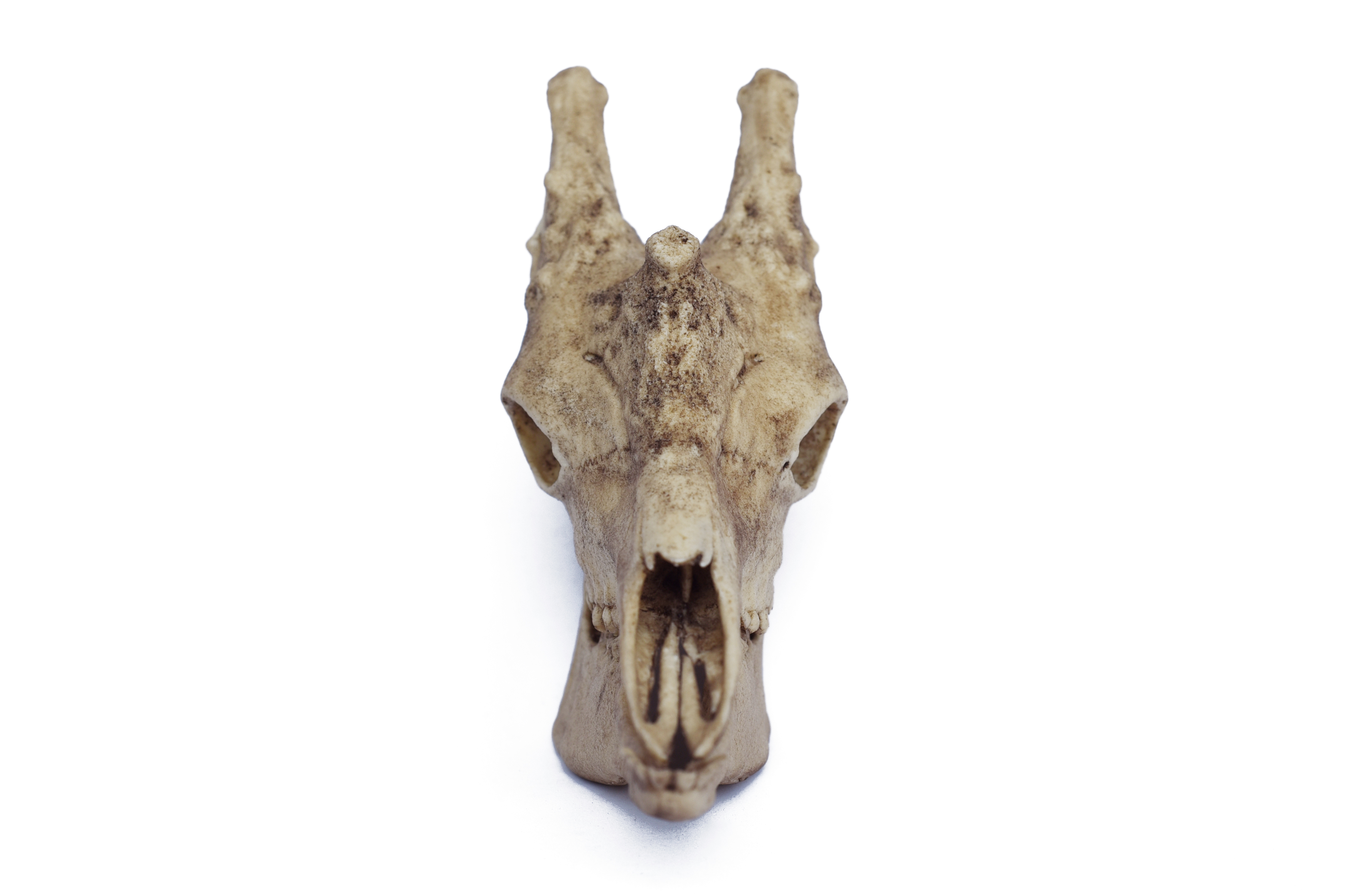 1/6 Scale Jiraffe Skull