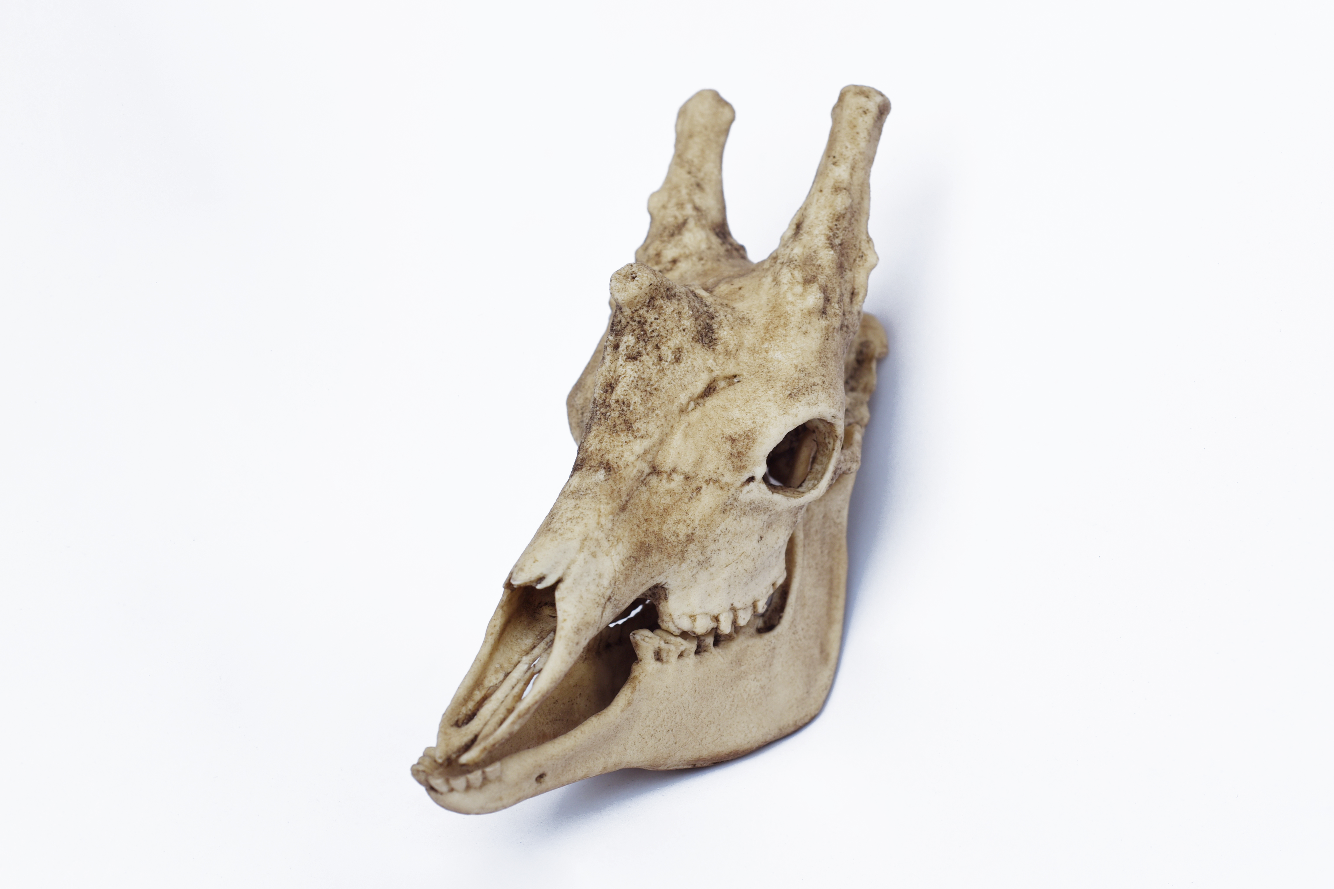 1/6 Scale Jiraffe Skull