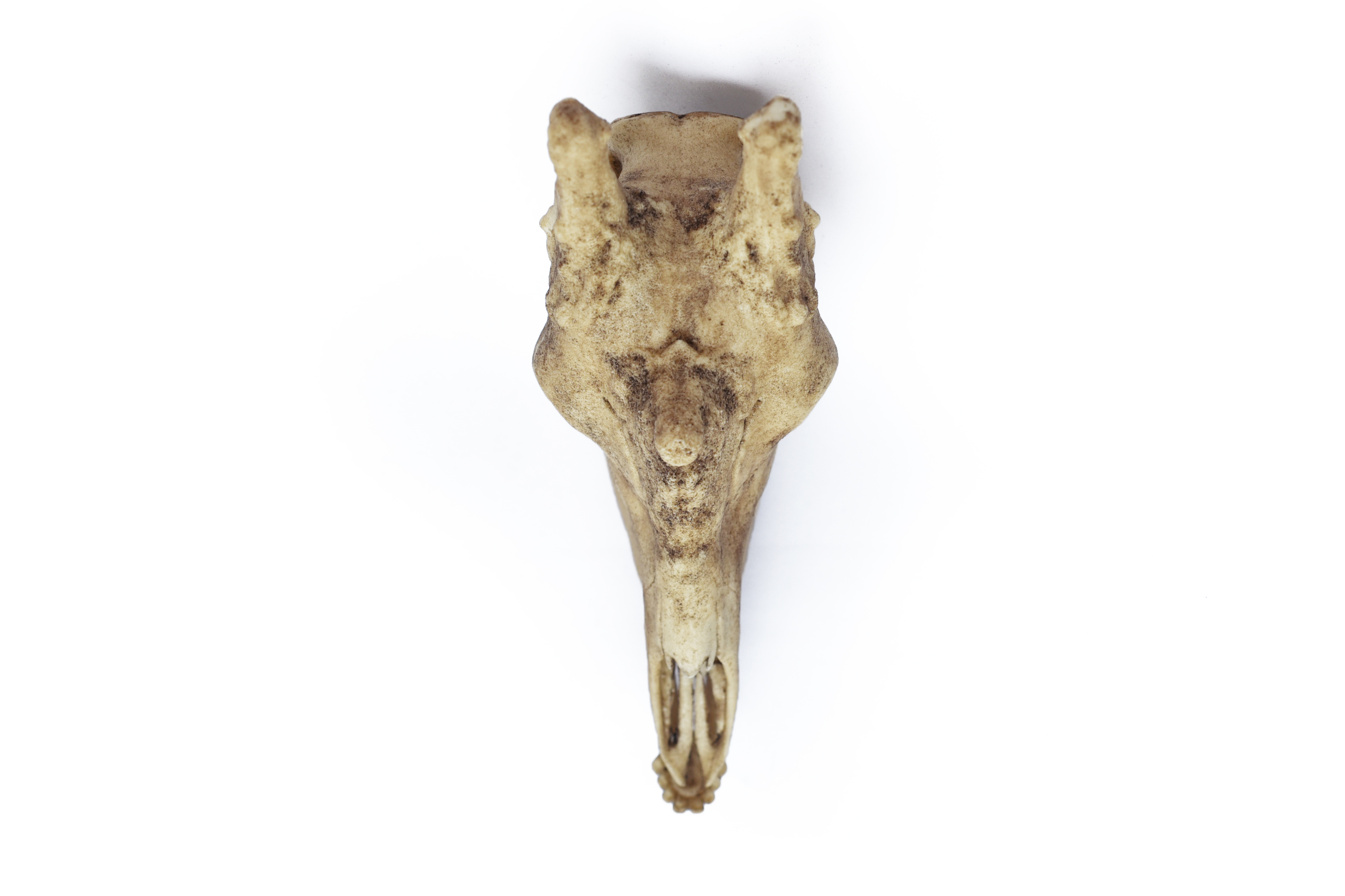 1/6 Scale Jiraffe Skull