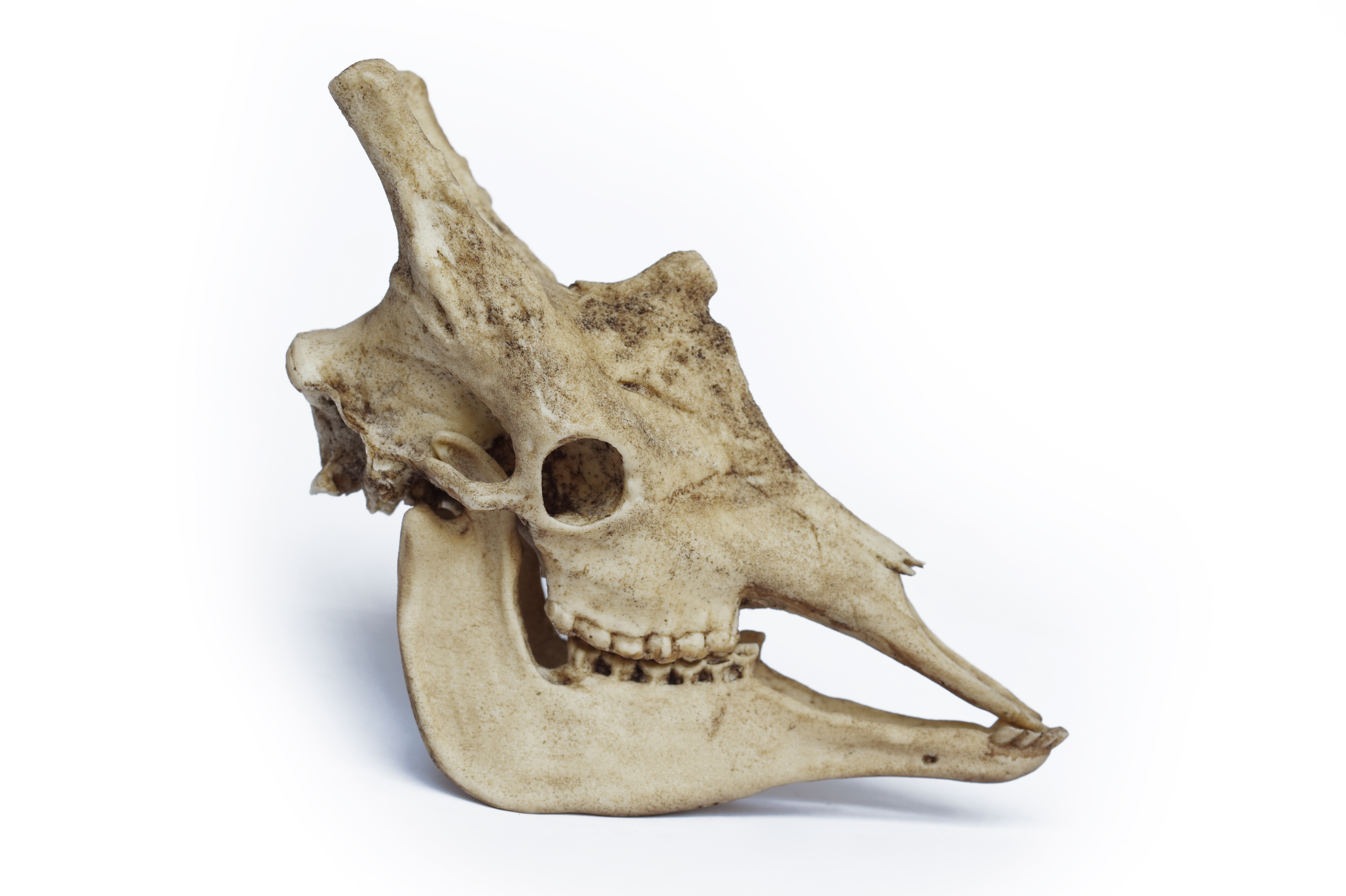 1/6 Scale Jiraffe Skull