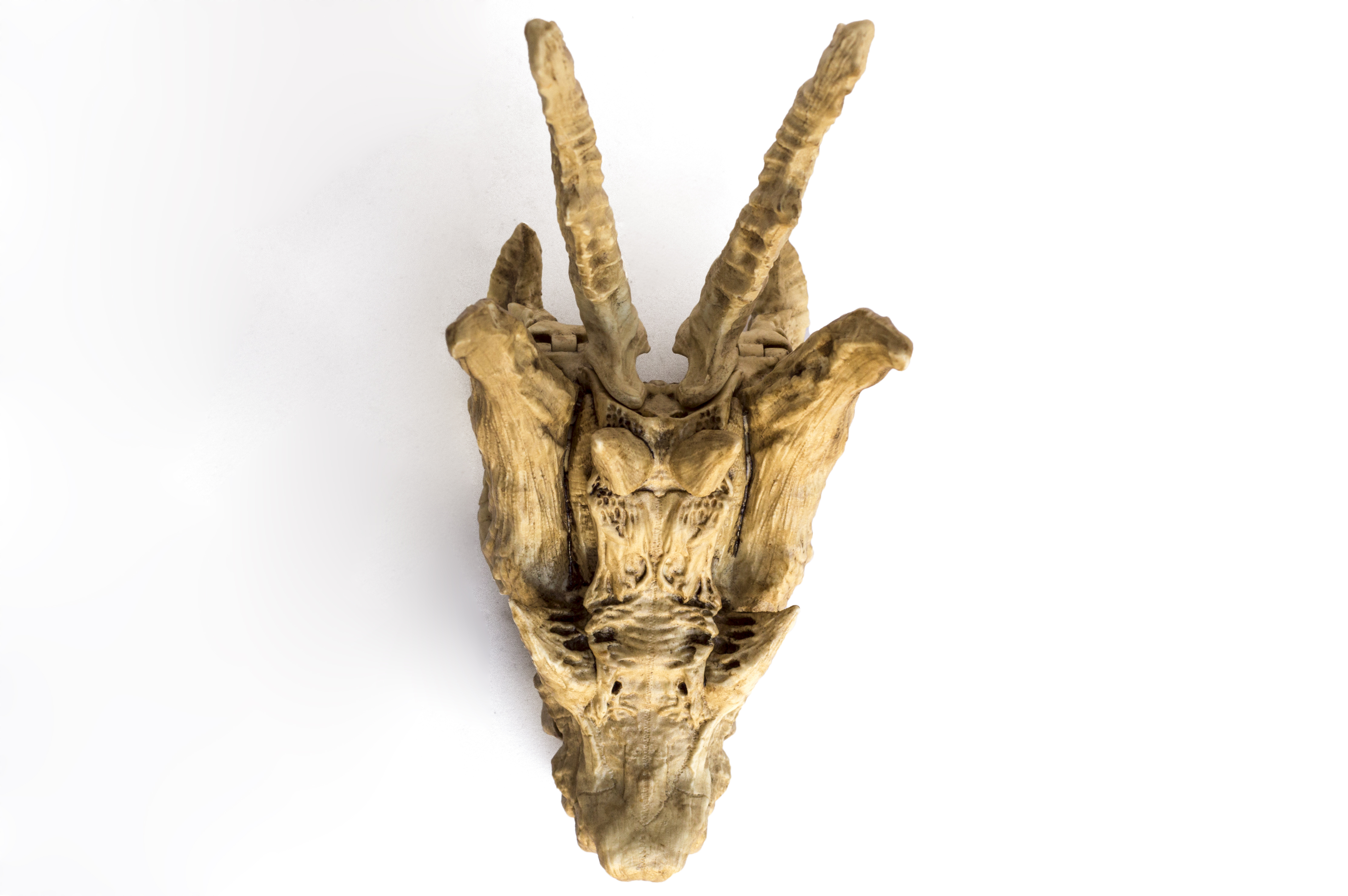 lagiacrus Skull "Monster Hunter"