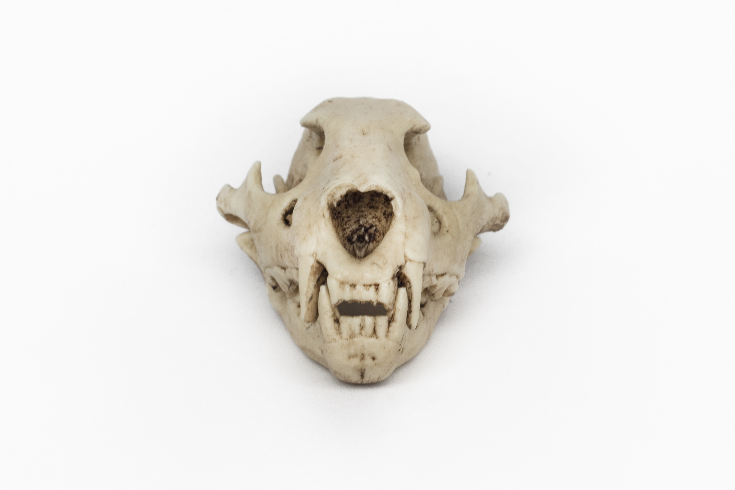 Lion Skull 1/6 Scale Replica