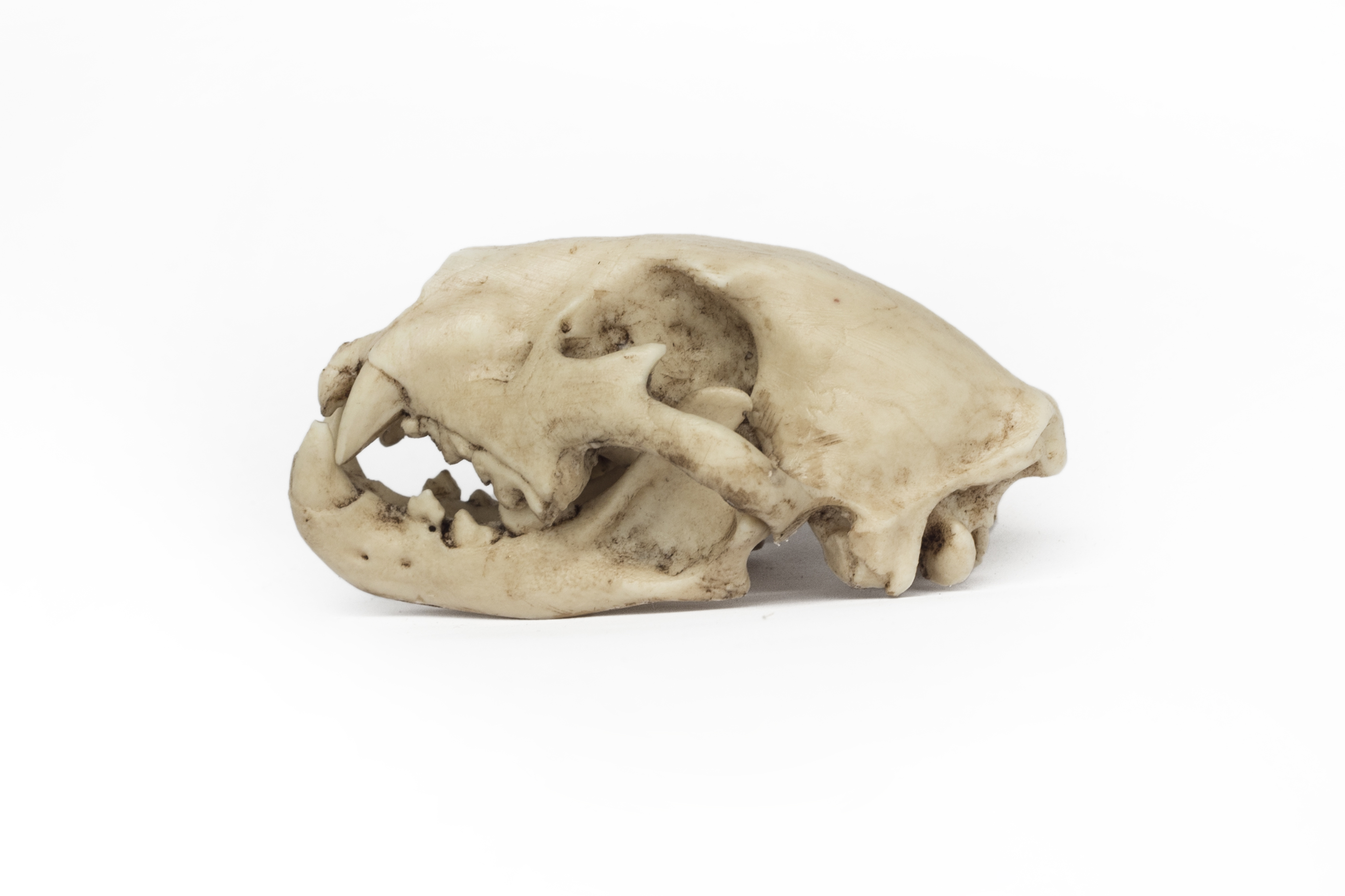 Lion Skull 1/6 Scale Replica
