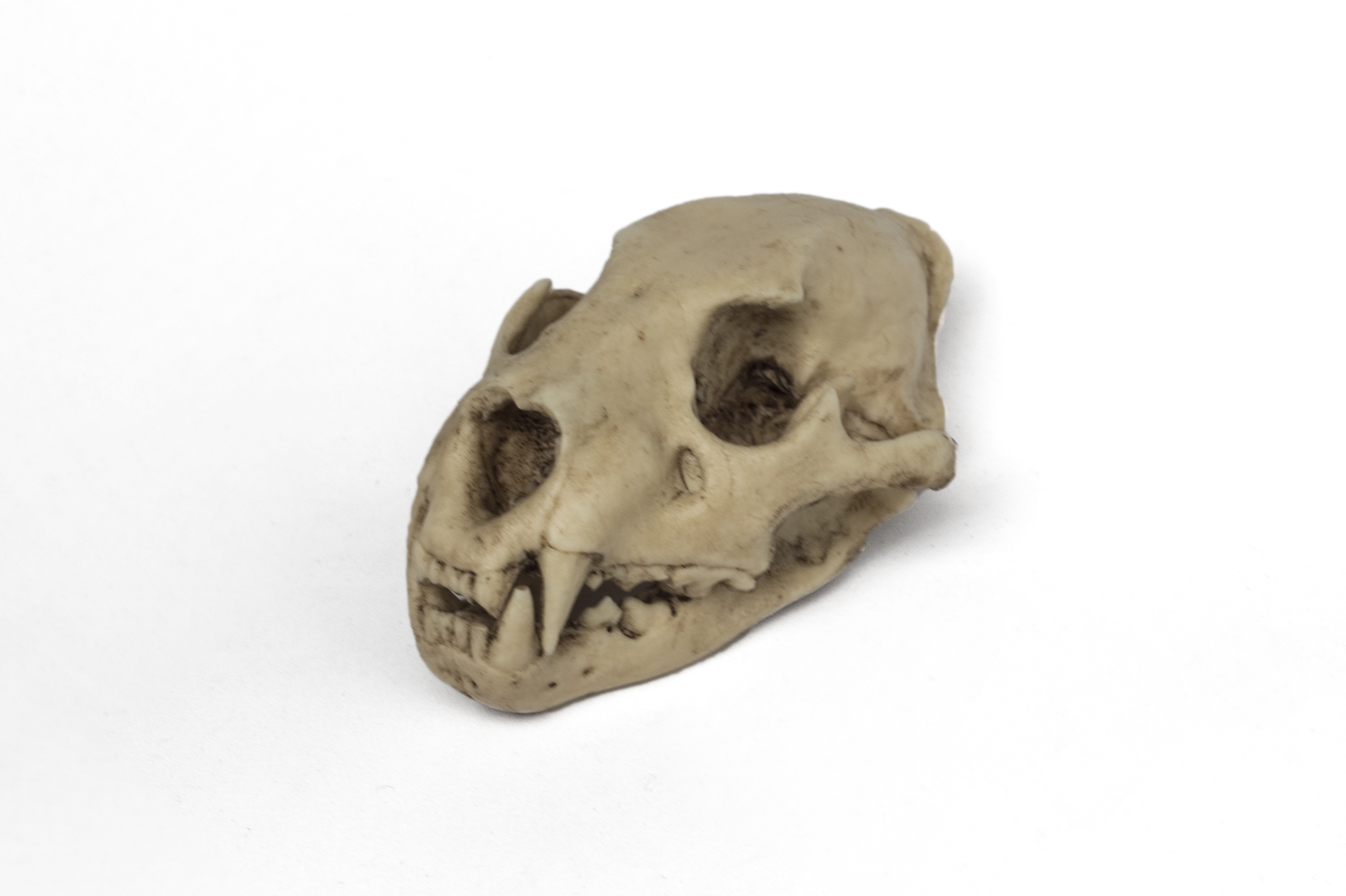 Lion Skull 1/6 Scale Replica