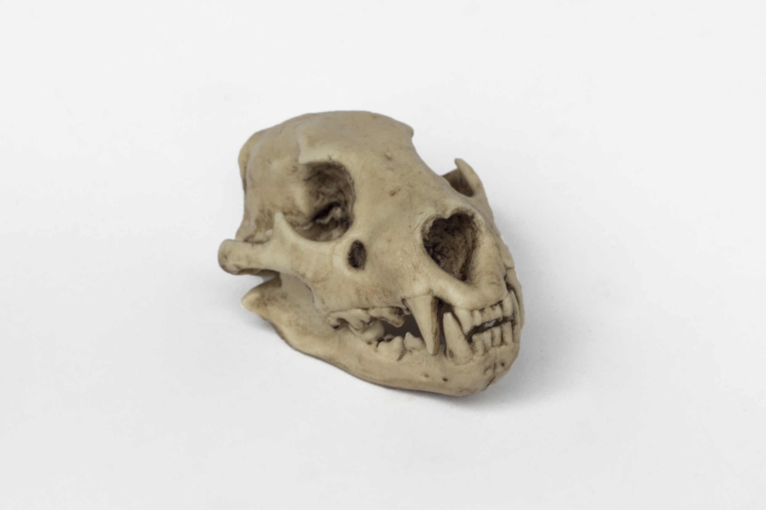 Lion Skull 1/6 Scale Replica