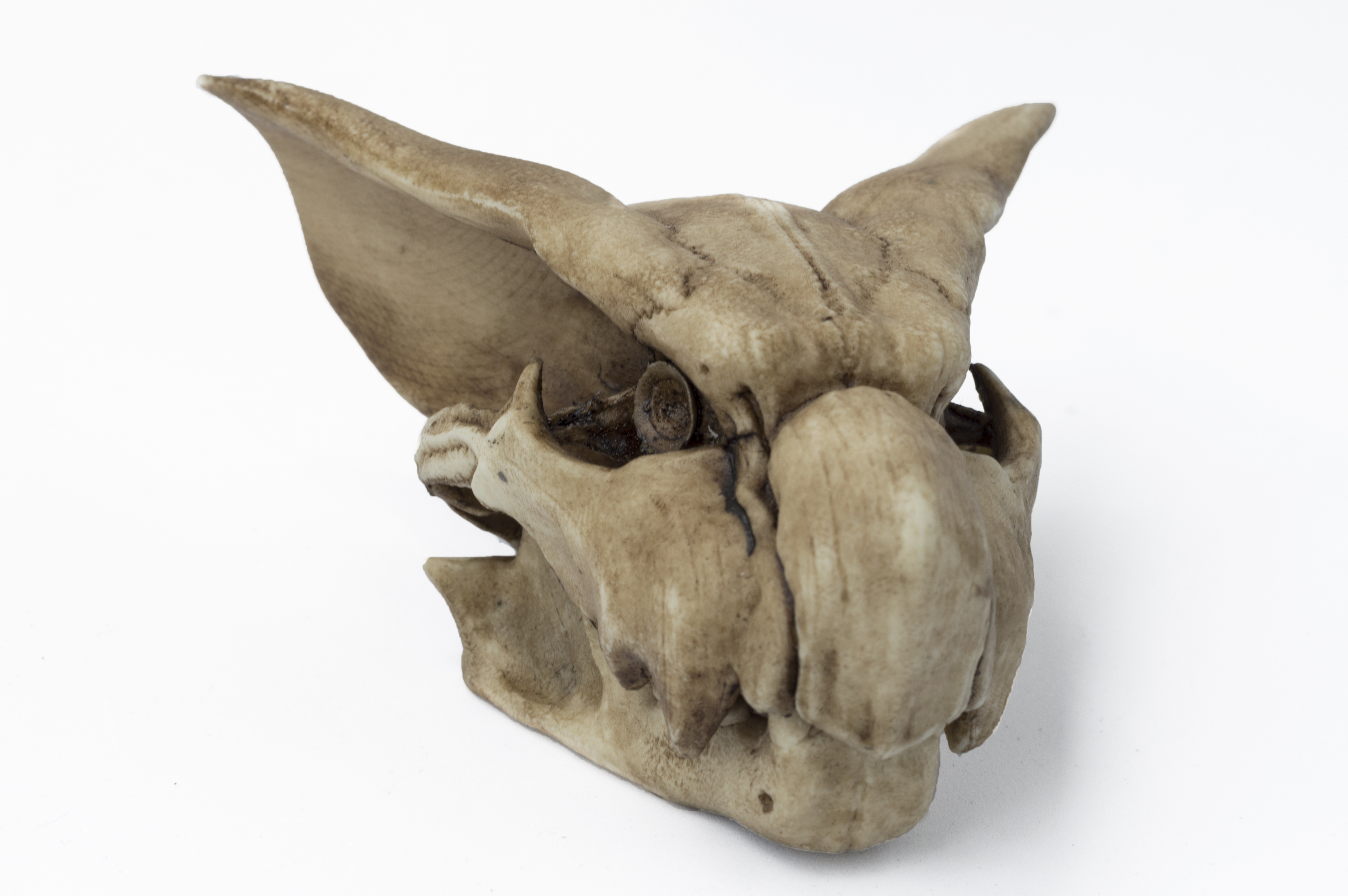 Nargacuga Skull V2.0 "Monster Hunter"