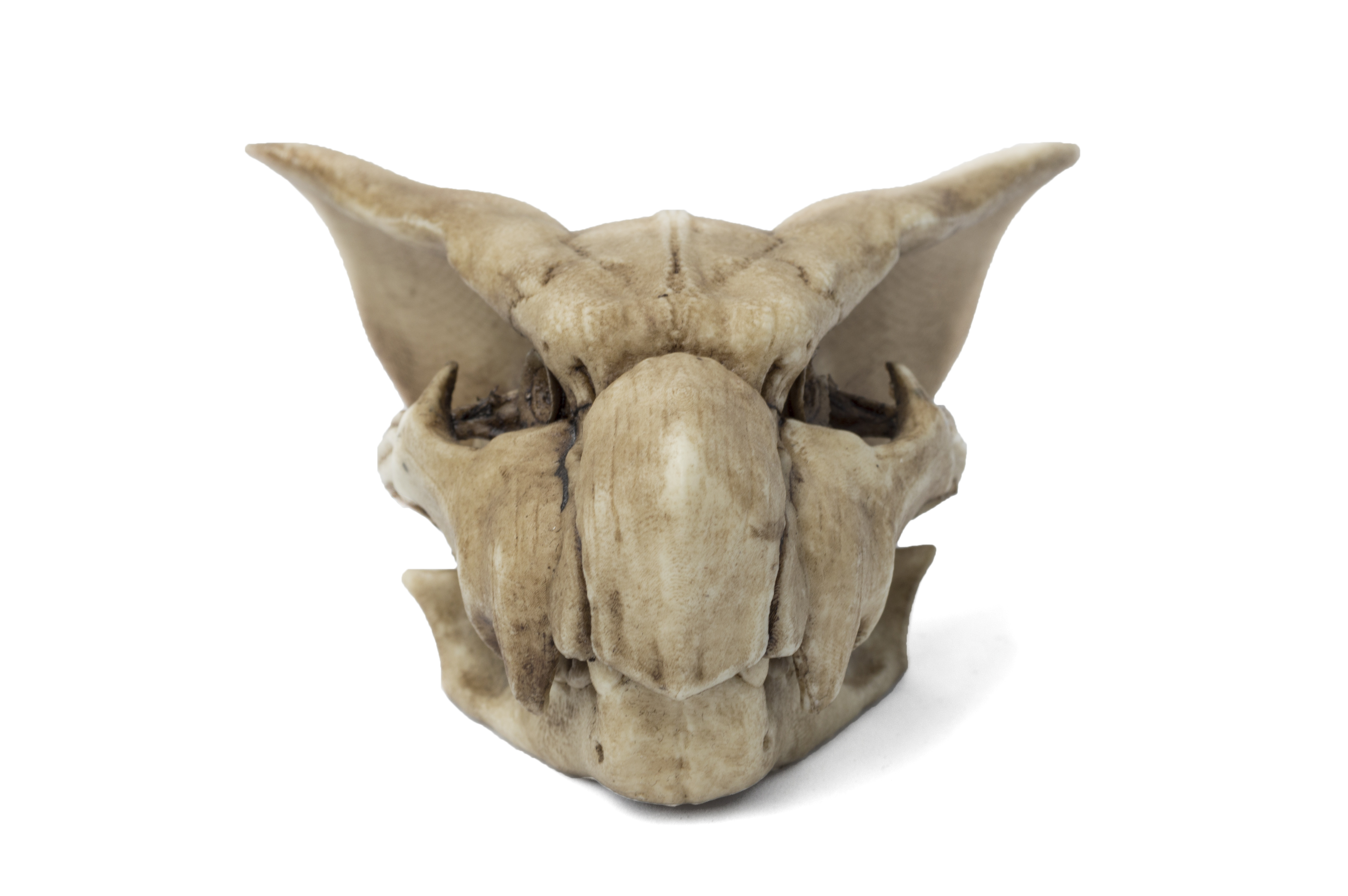 Nargacuga Skull V2.0 "Monster Hunter"