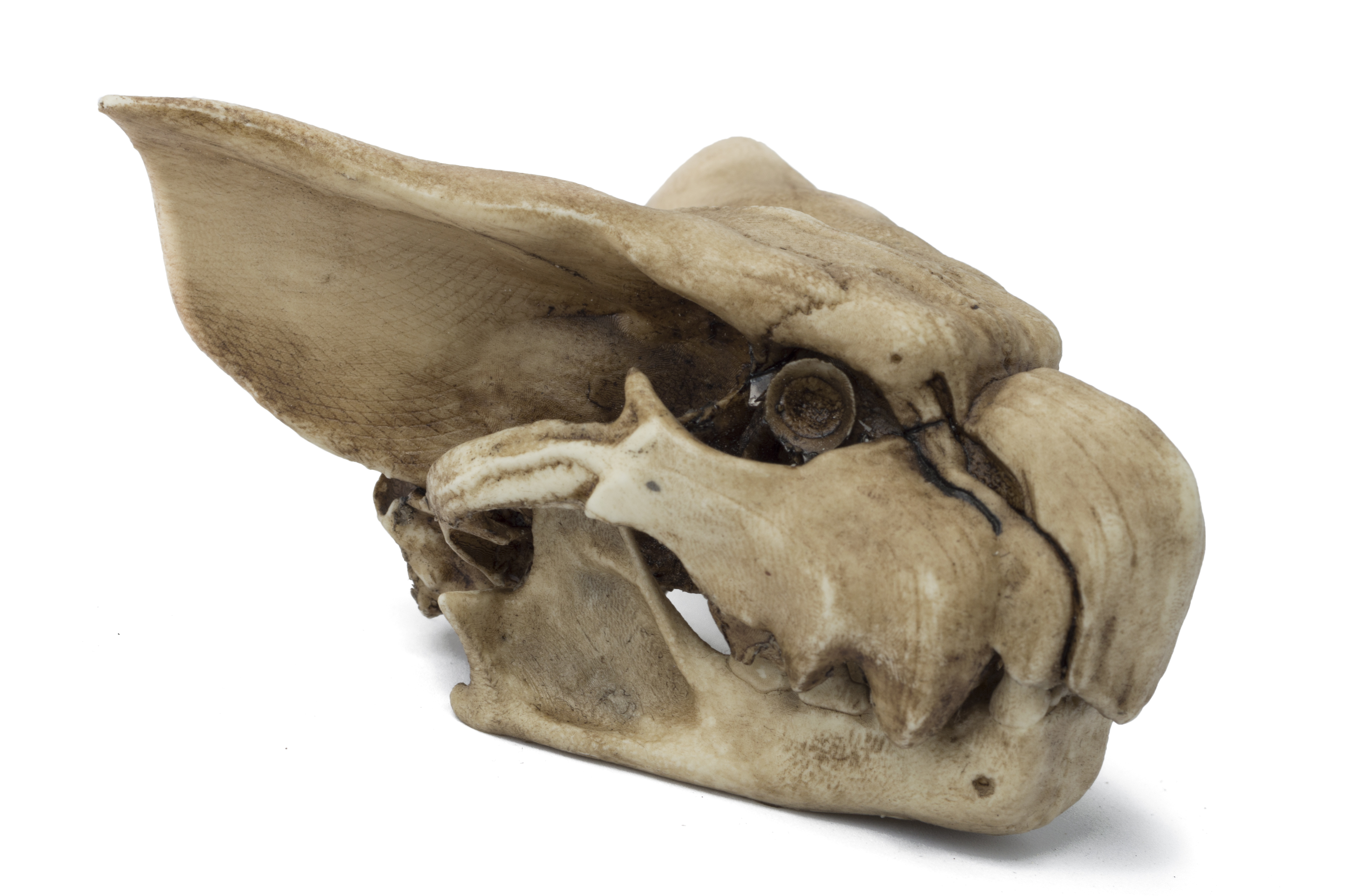 Nargacuga Skull V2.0 "Monster Hunter"