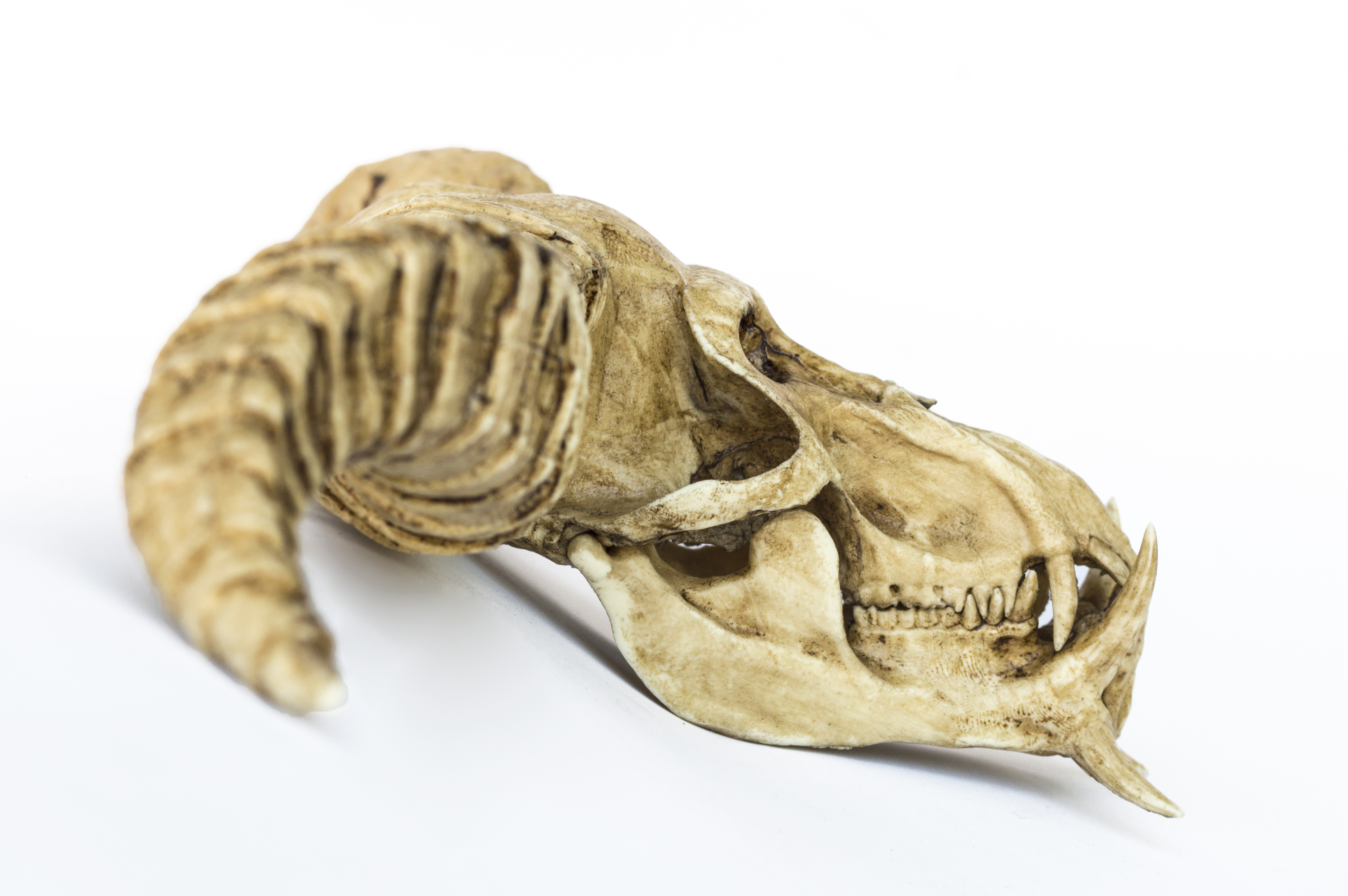 Rajang Skull "Monster Hunter"1/6 Scale Replica
