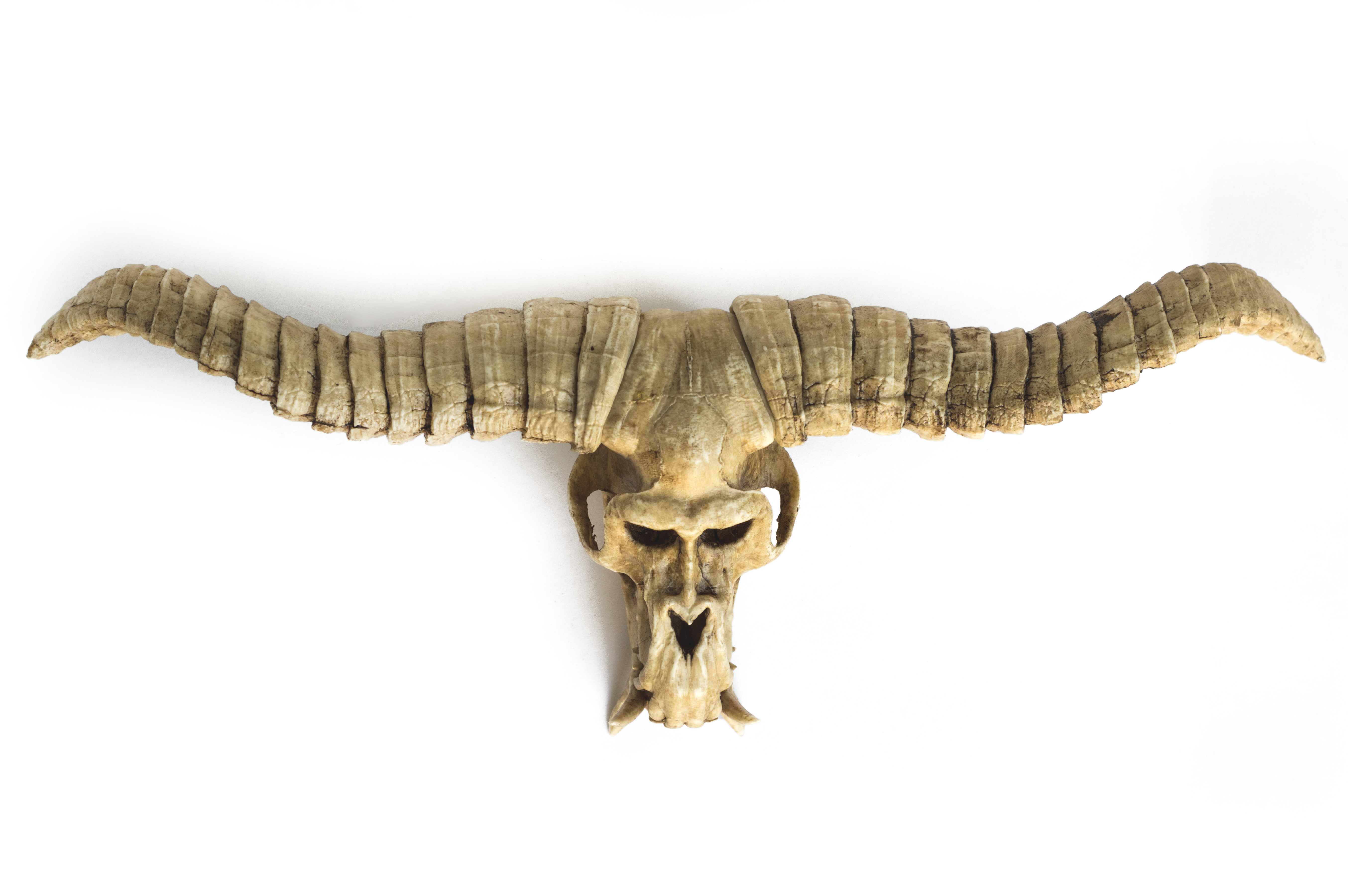 Rajang Skull "Monster Hunter"1/6 Scale Replica