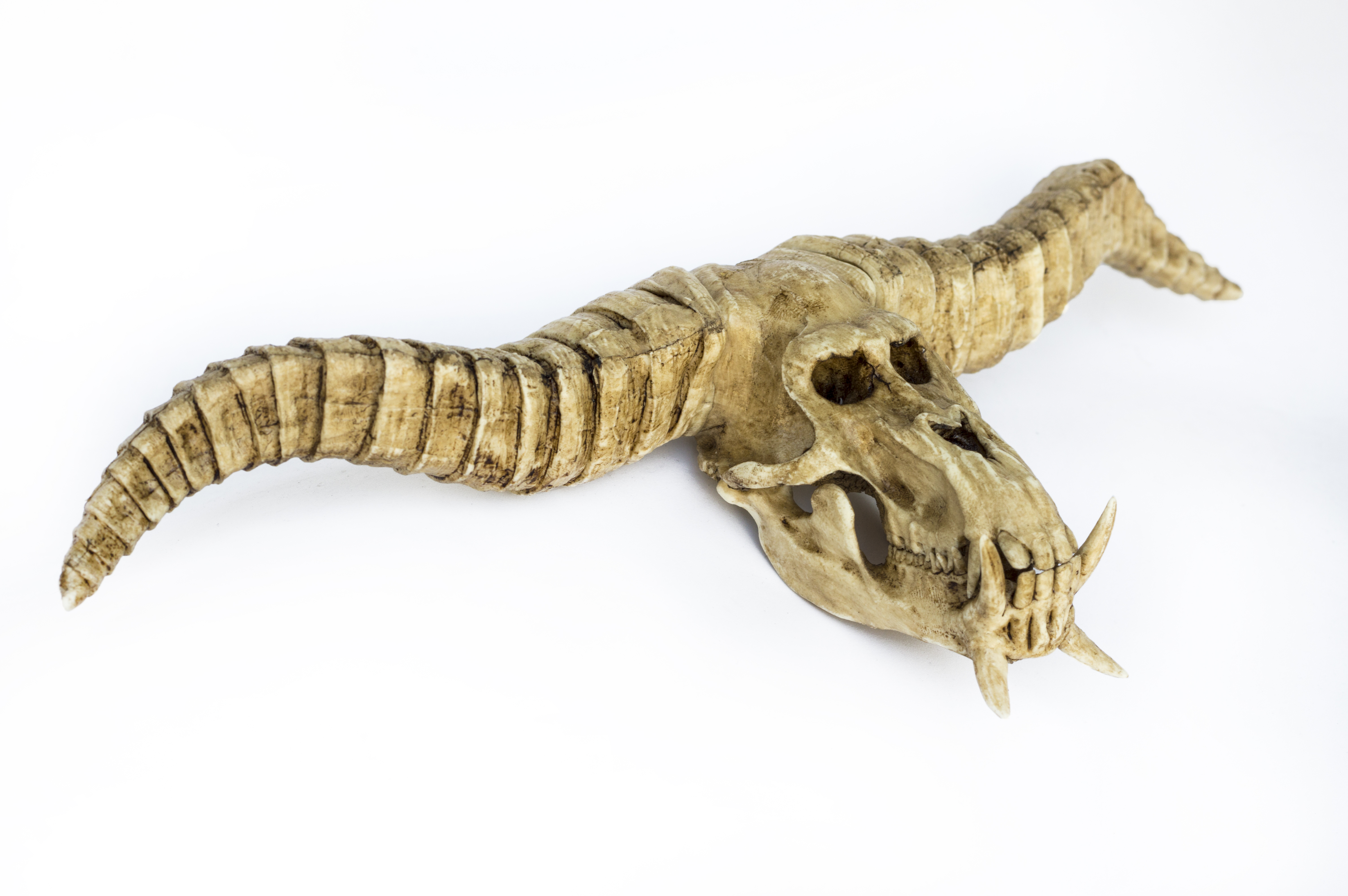Rajang Skull "Monster Hunter"1/6 Scale Replica