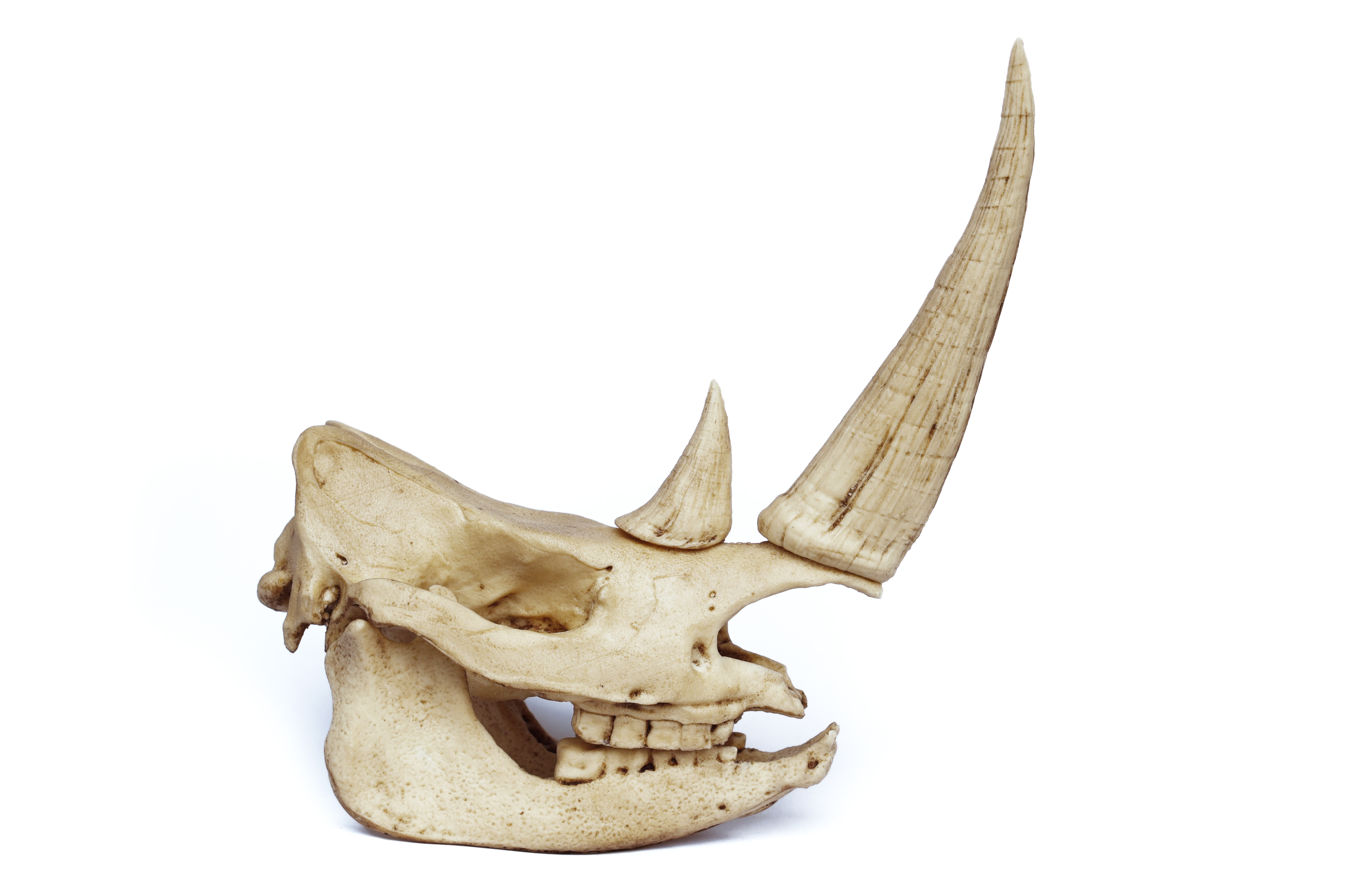 Rhinoceros Skull Replica 1/6 scale