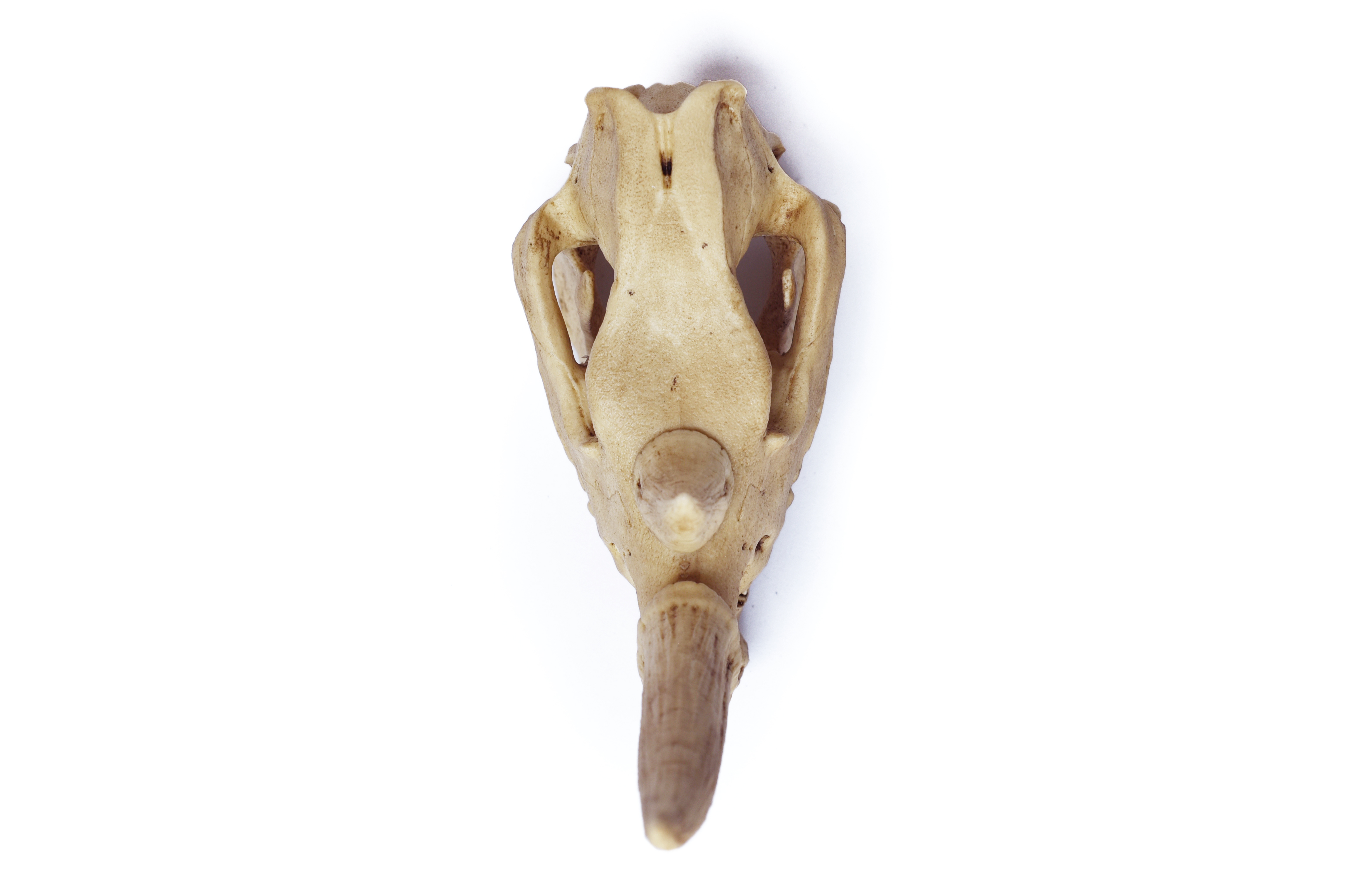 Rhinoceros Skull Replica 1/6 scale