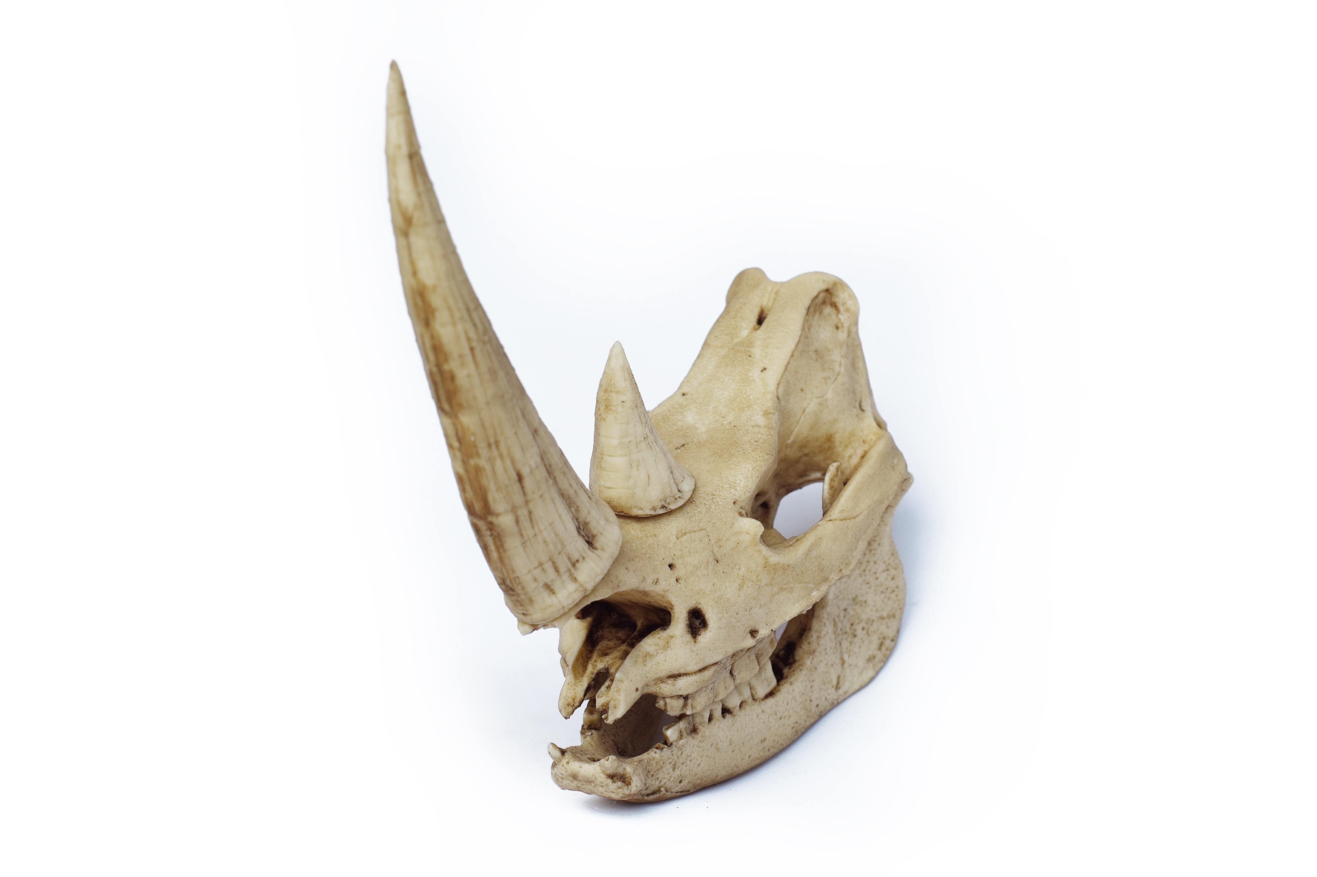 Rhinoceros Skull Replica 1/6 scale