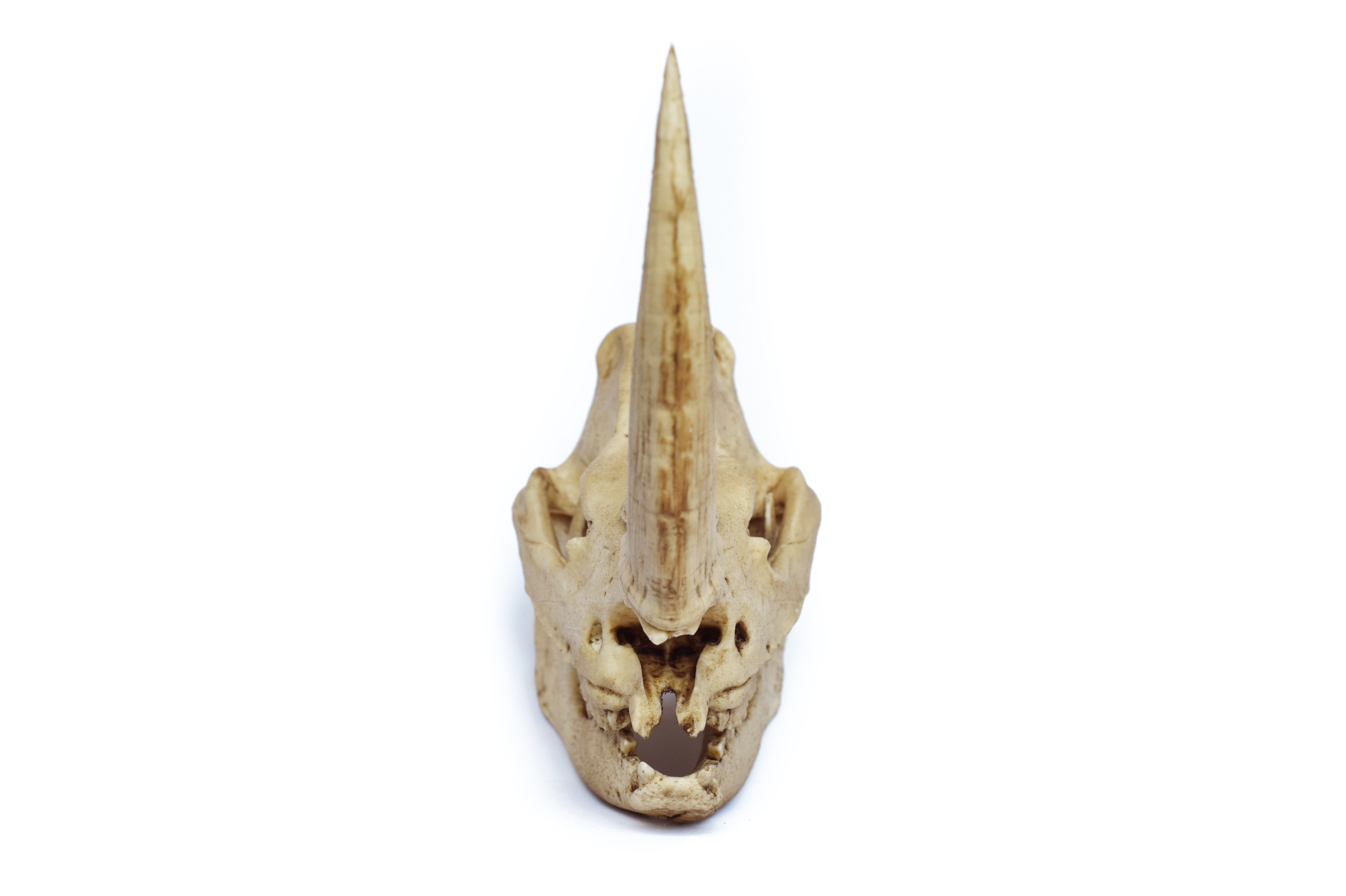 Rhinoceros Skull Replica 1/6 scale
