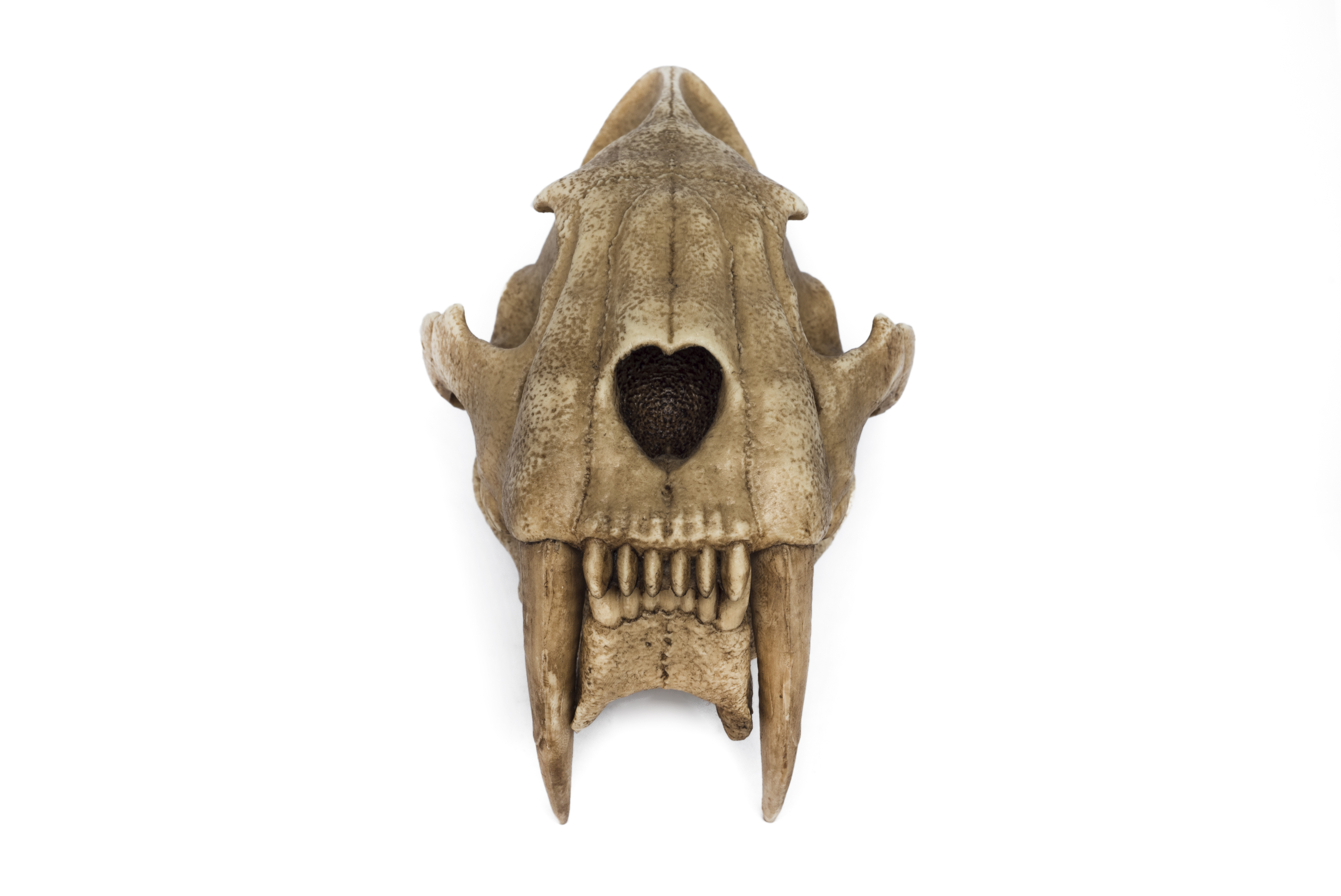 Saber-Toothed Tiger Skull Replica 1/3 scale